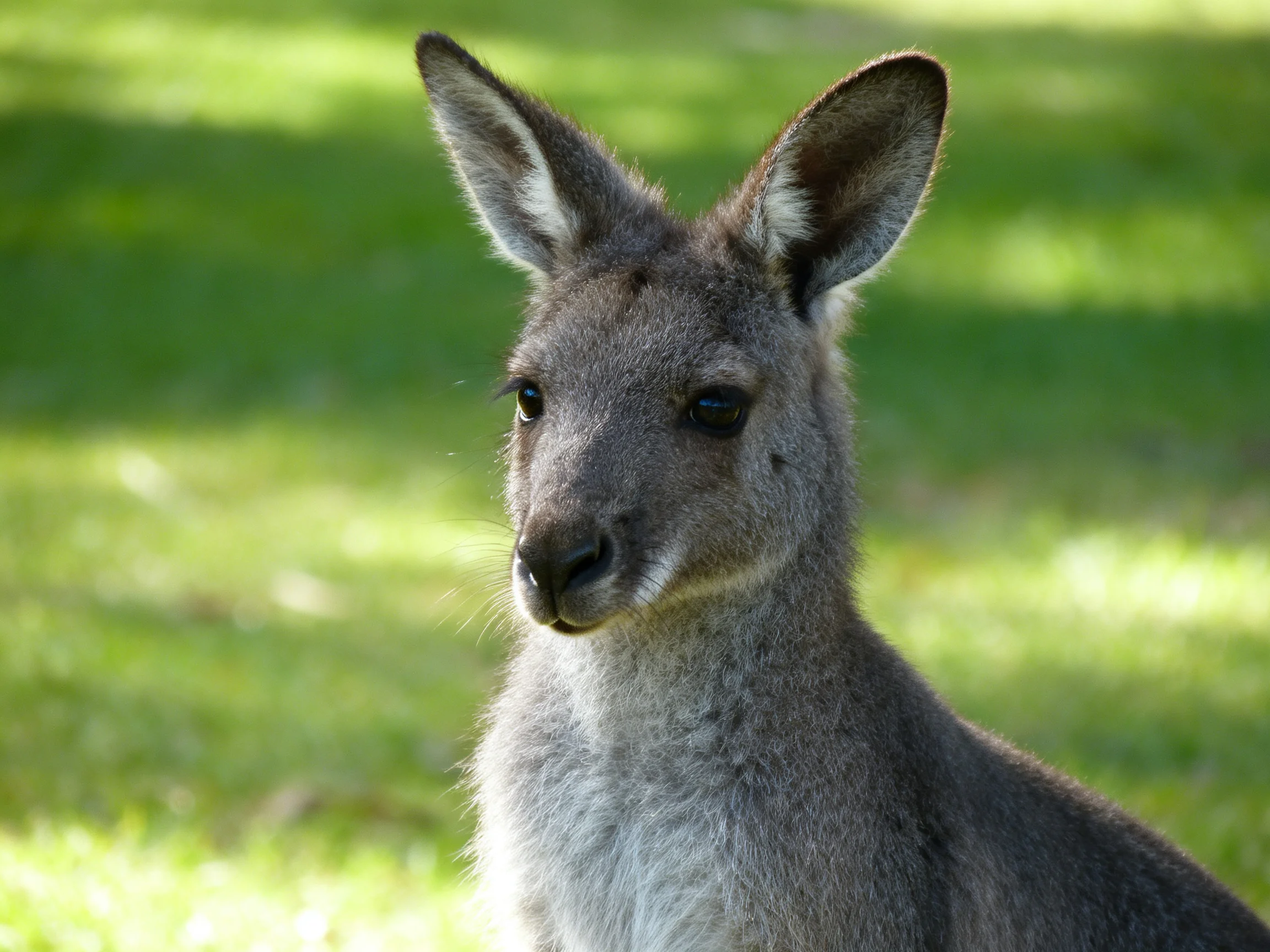 A gray kangaroo with upright ears near sunlit green grass