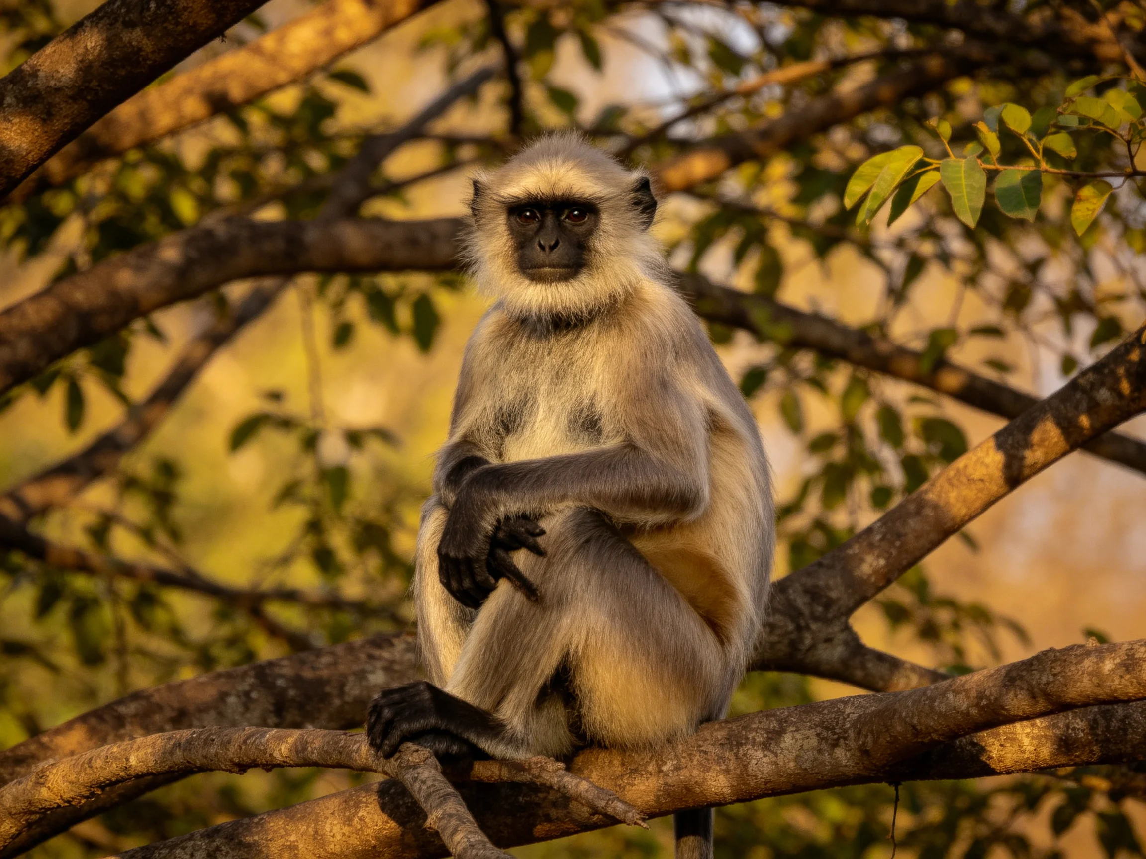 A gray langur sits on a brown tree branch amid green foliage