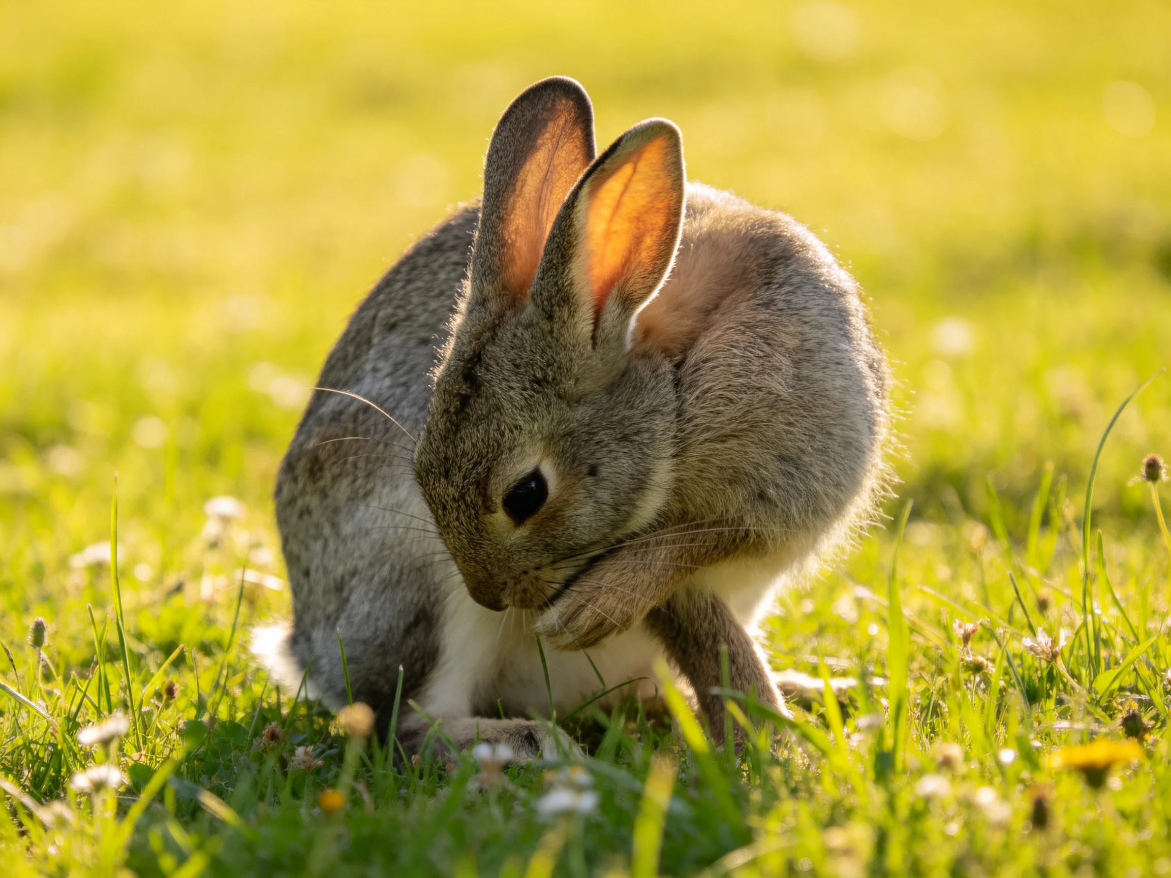 A gray rabbit grooming itself in a sunlit green meadow