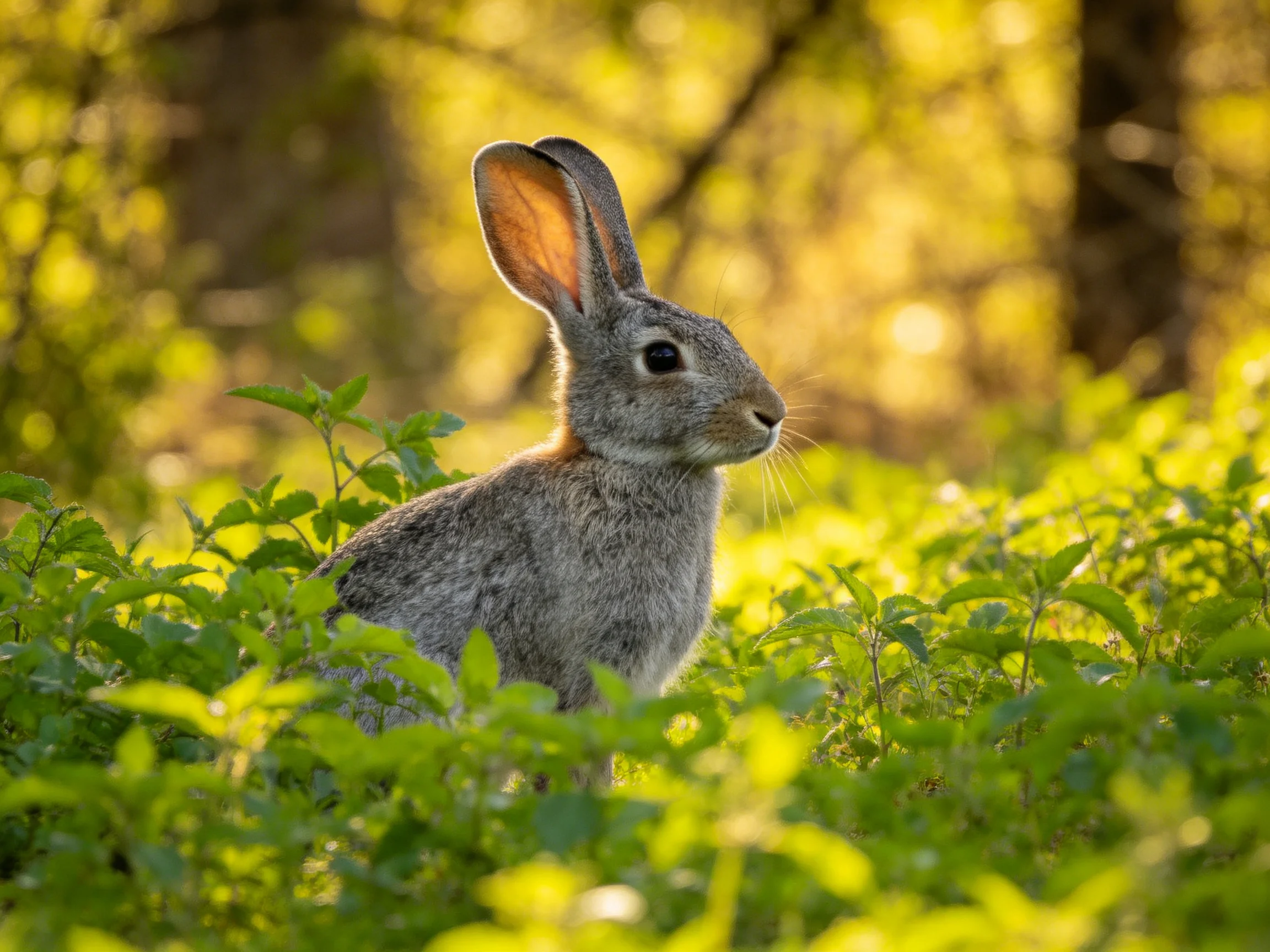 A gray rabbit nestled among lush greenery in golden sunlight