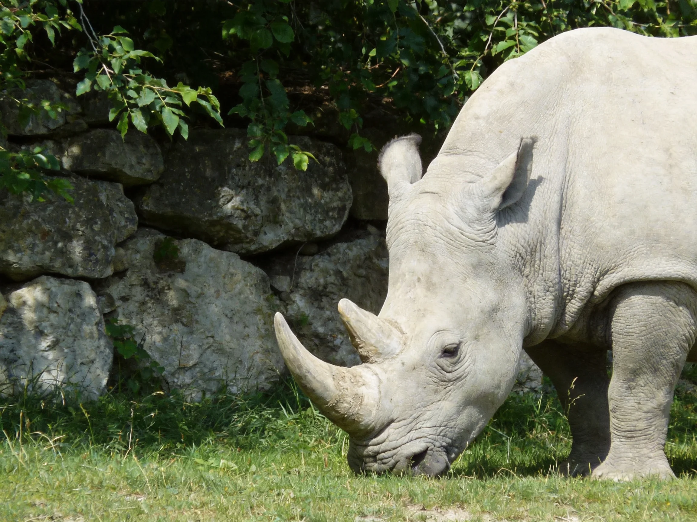 A gray rhinoceros grazing beside a stone wall with lush foliage