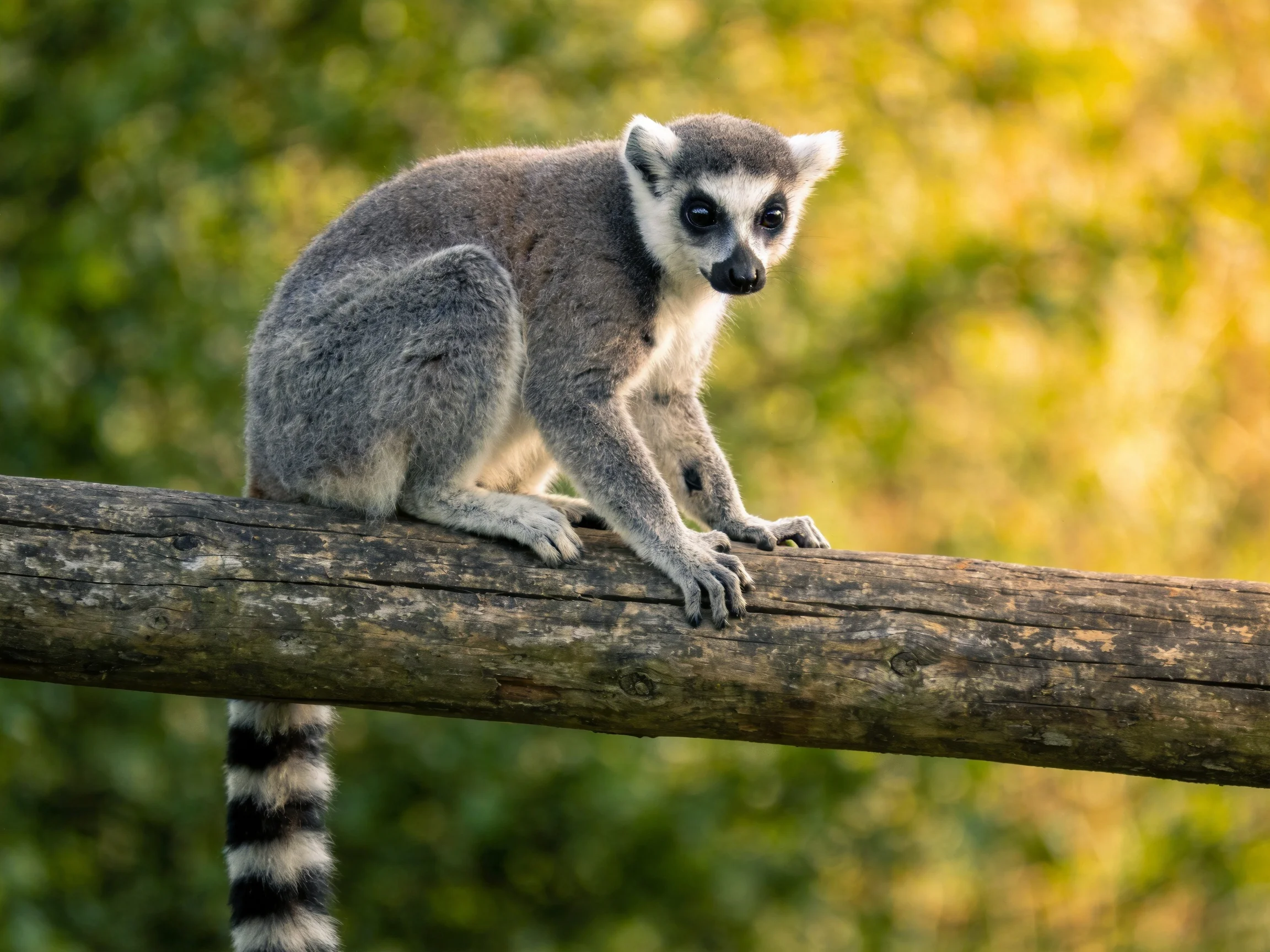 A gray ring-tailed lemur perched on a weathered wooden log