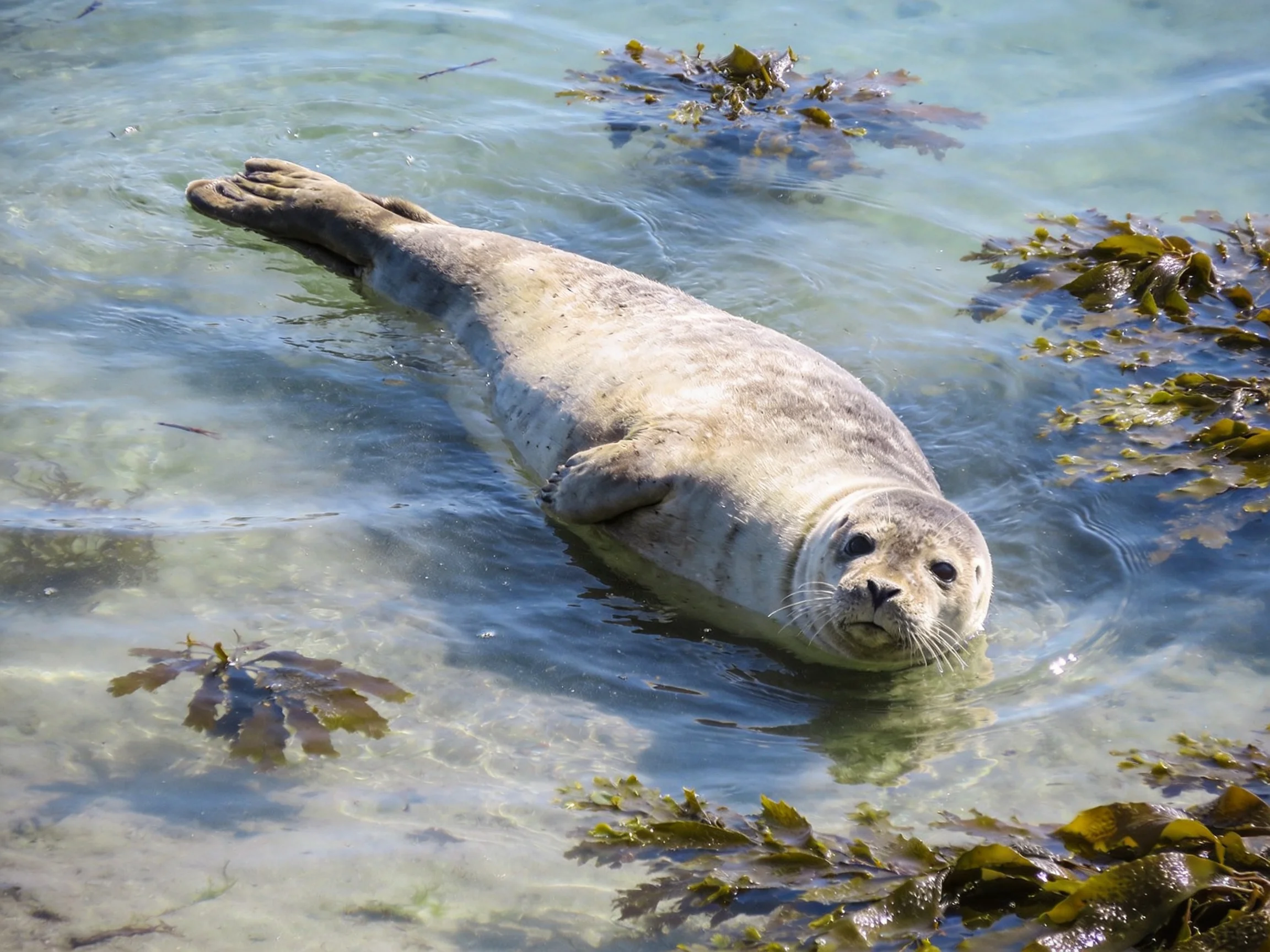 A gray seal rests in clear water surrounded by dark green seaweed