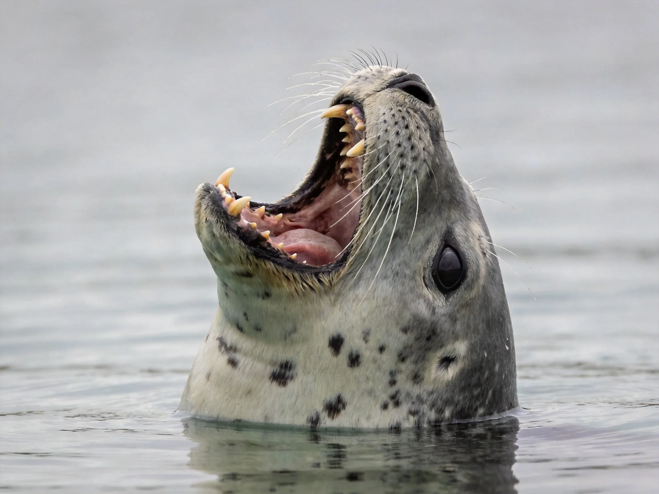A gray - spotted harbor seal yawns widely above calm water