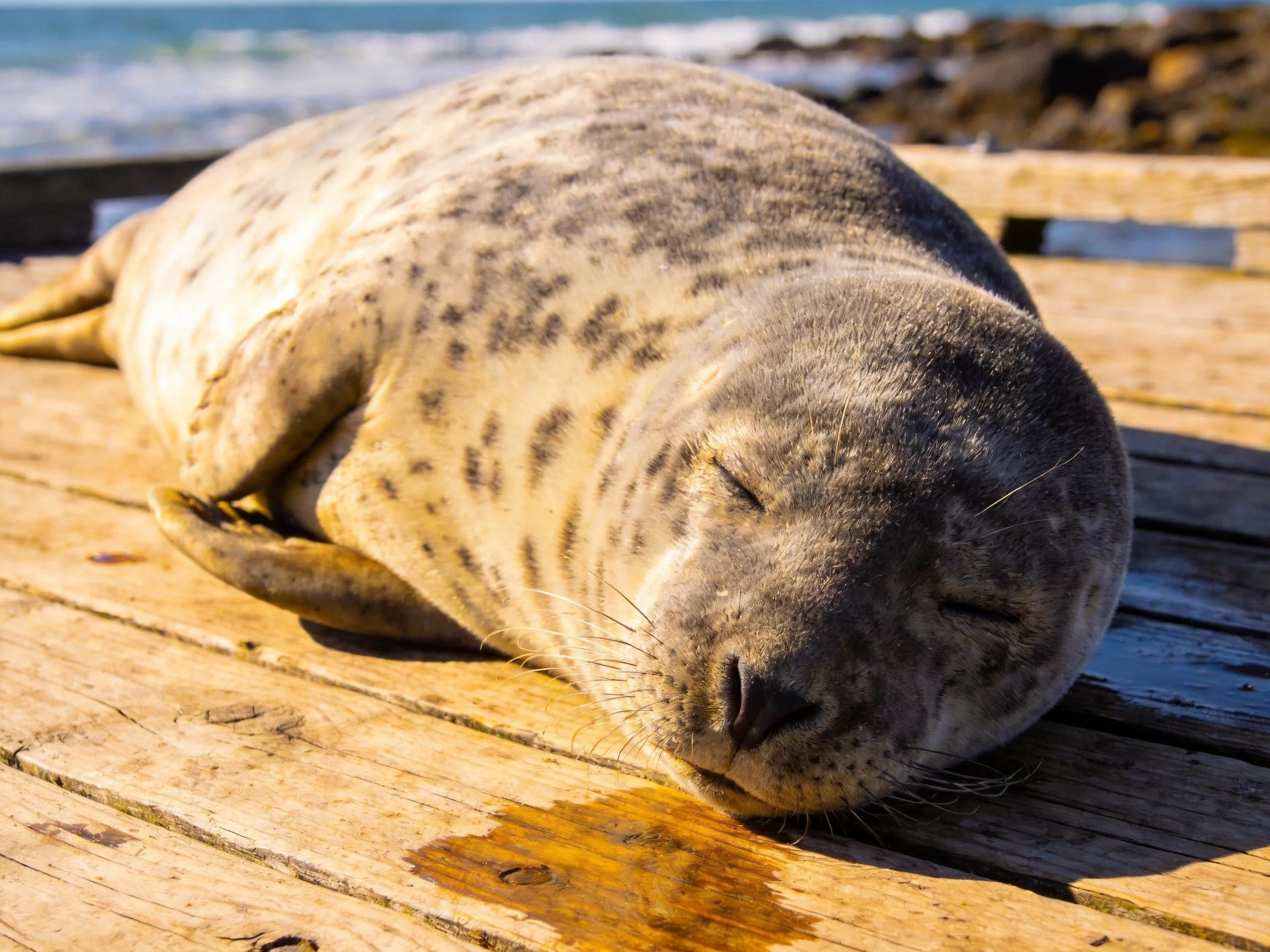 A gray-spotted seal rests on weathered wooden planks near the ocean