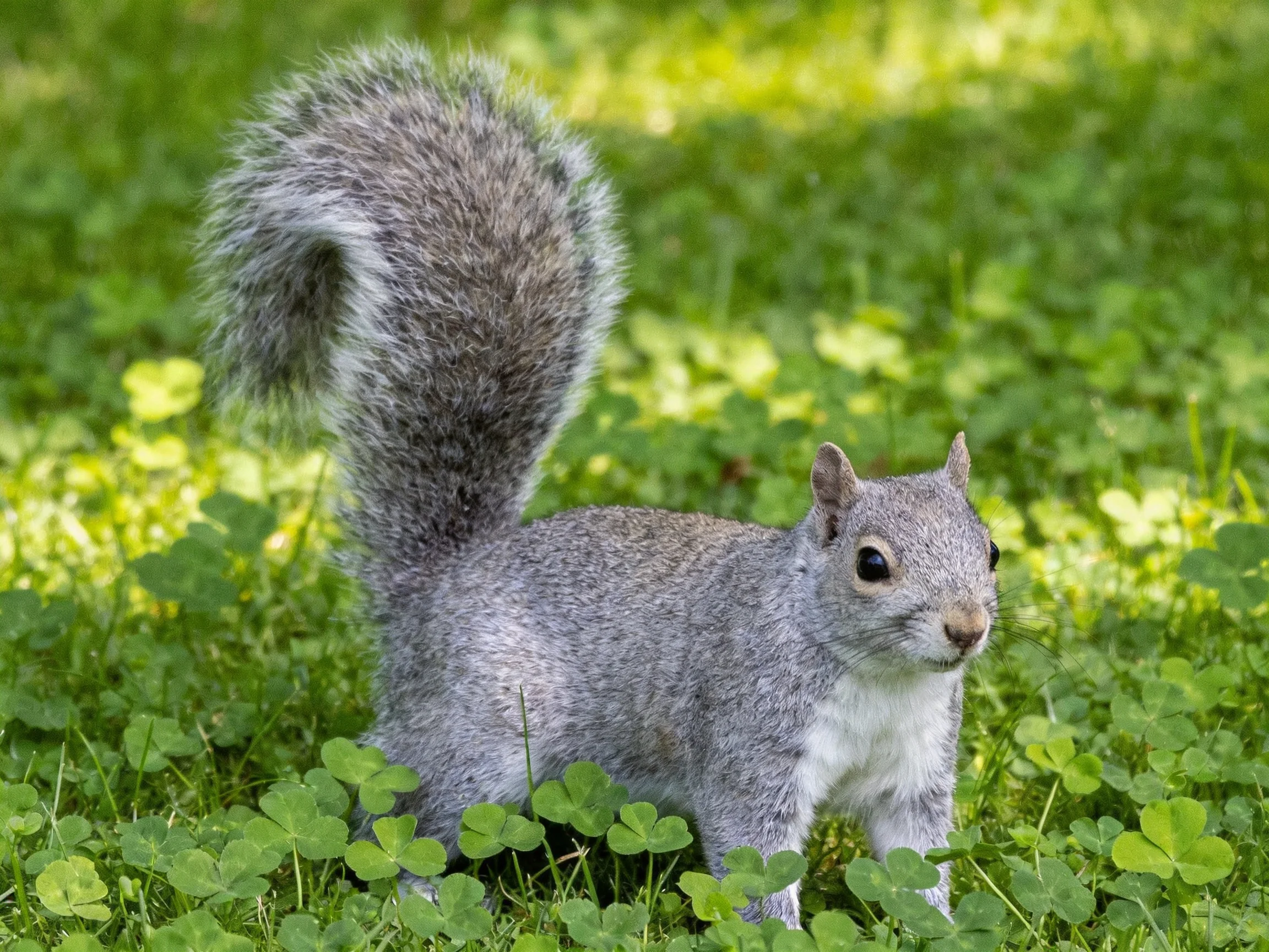 A gray squirrel among lush green clover and grass