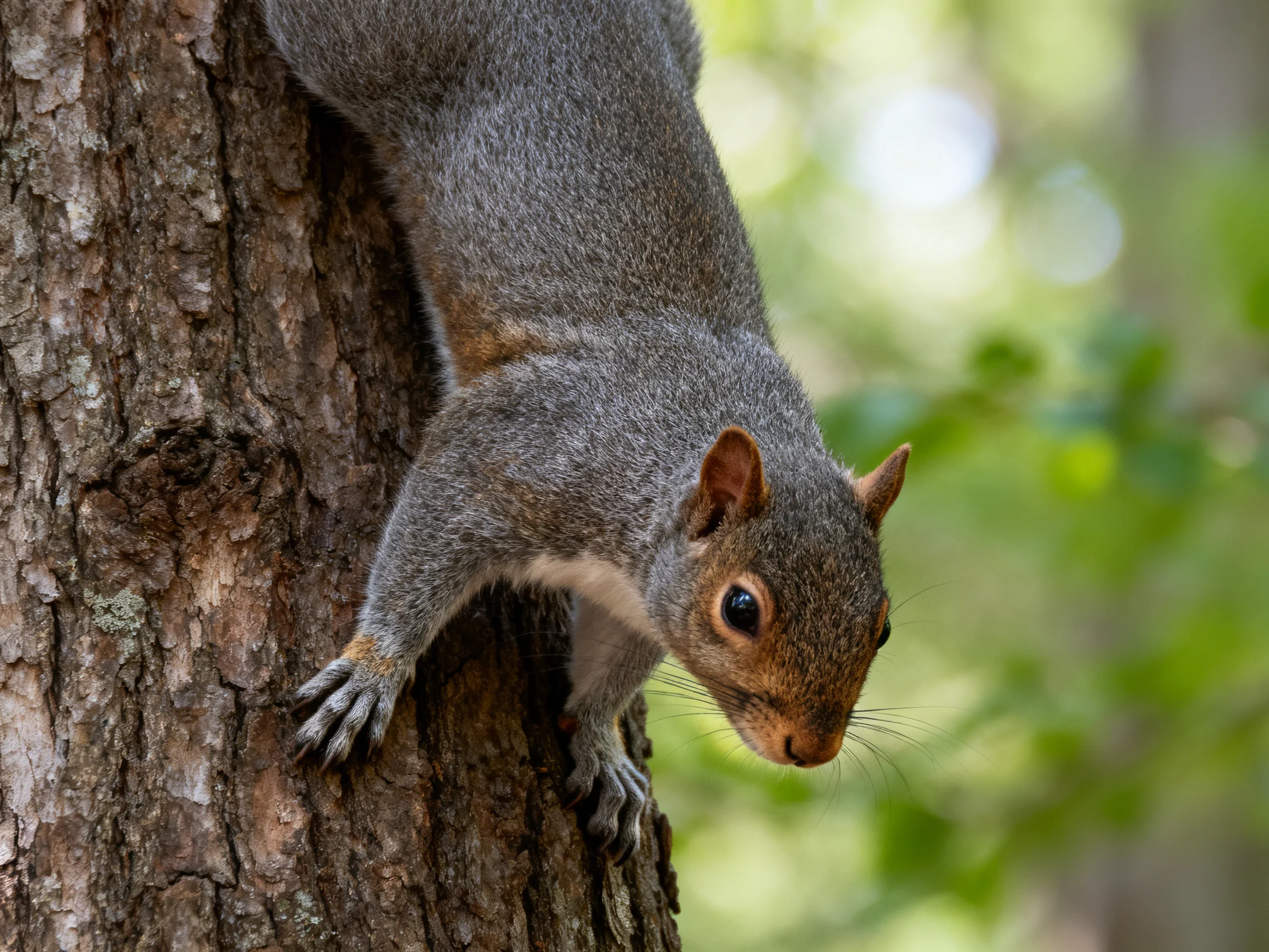 A gray squirrel climbing a textured brown tree trunk