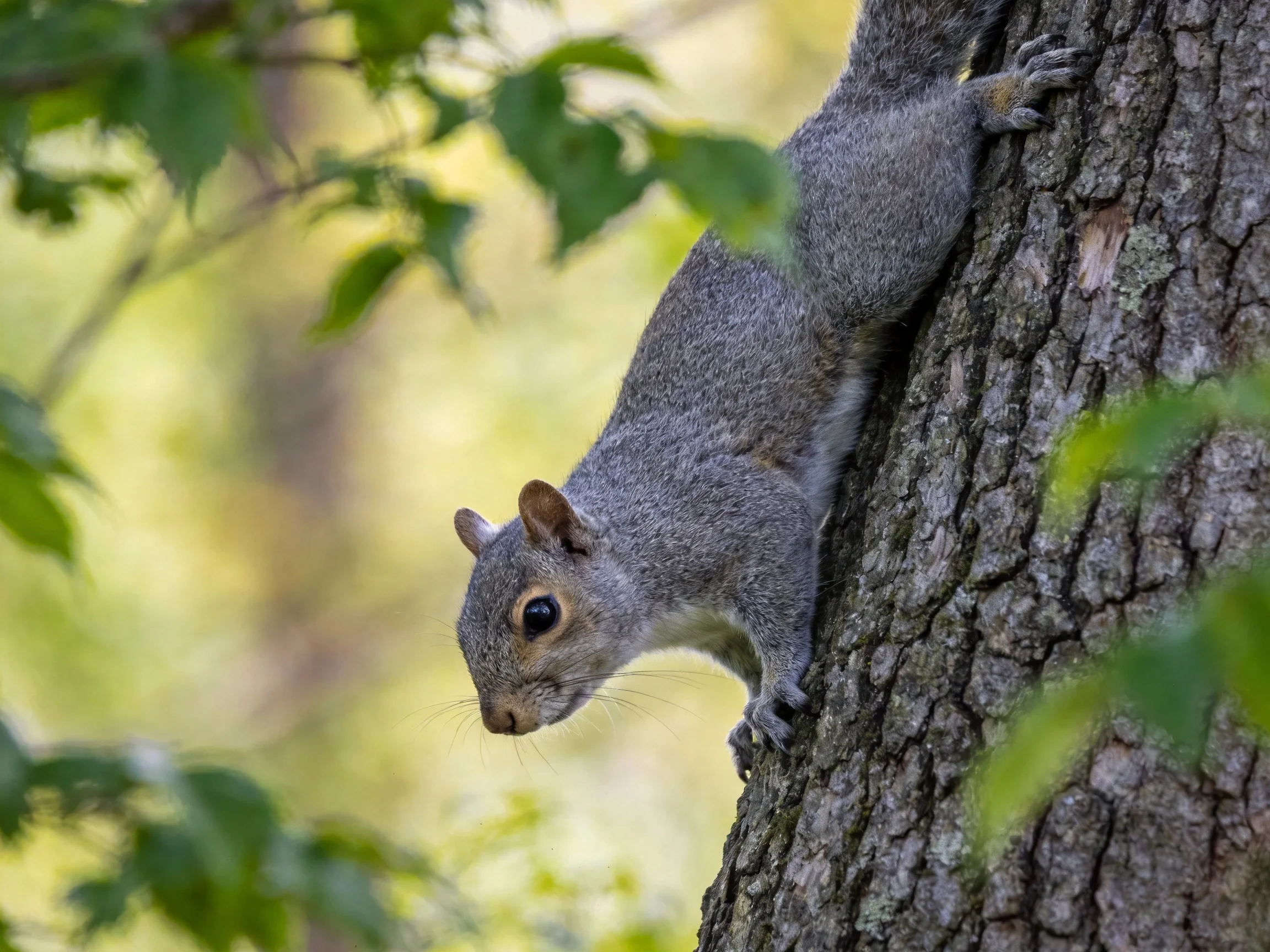 A gray squirrel climbing a textured tree trunk amid green foliage