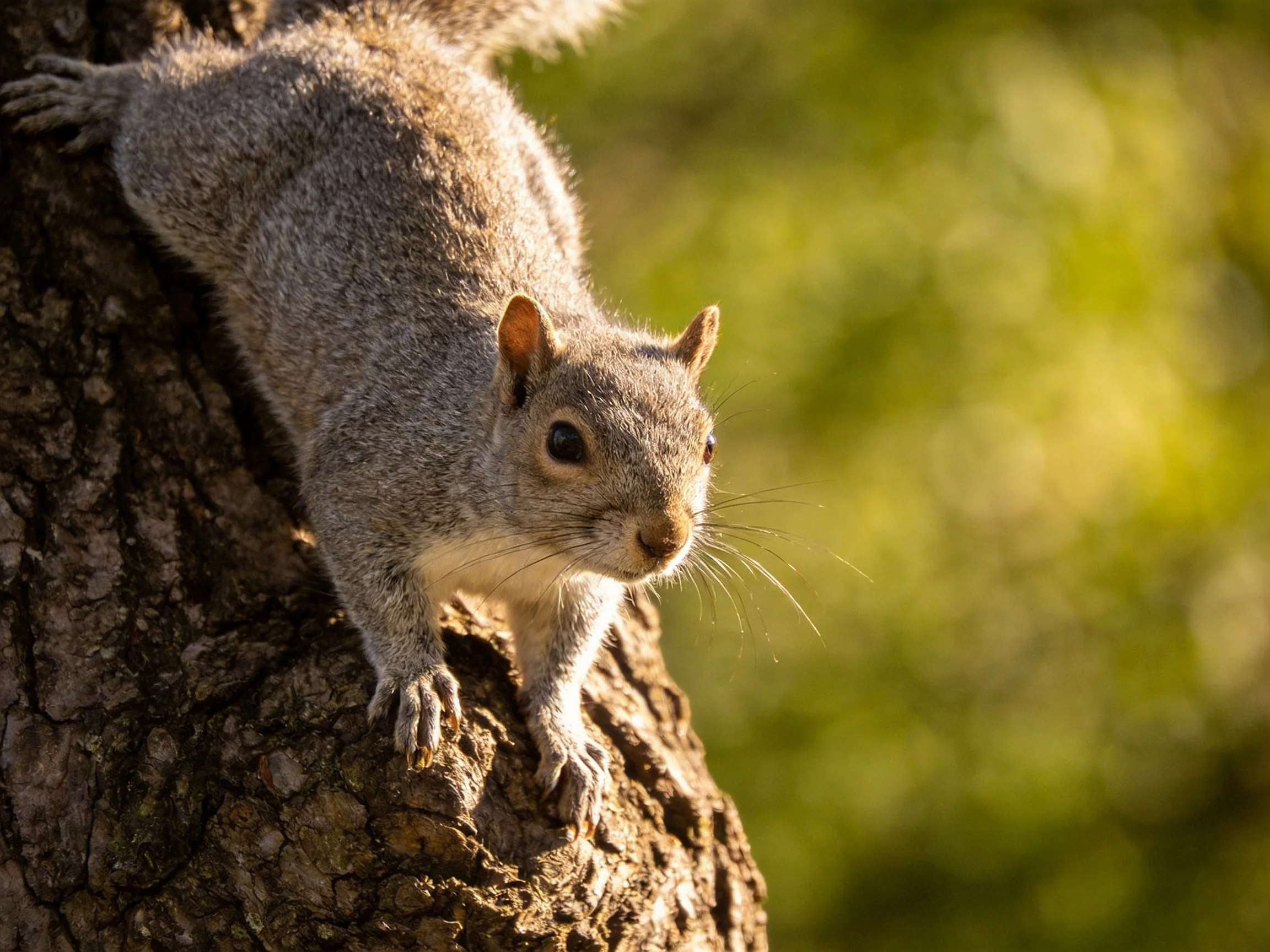 A gray squirrel climbing a textured tree trunk with soft green bokeh