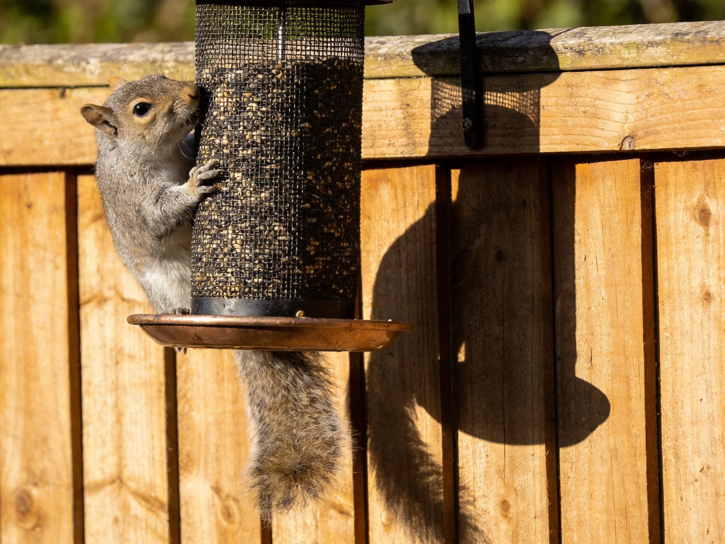 A gray squirrel climbs a black mesh bird feeder near a wooden fence