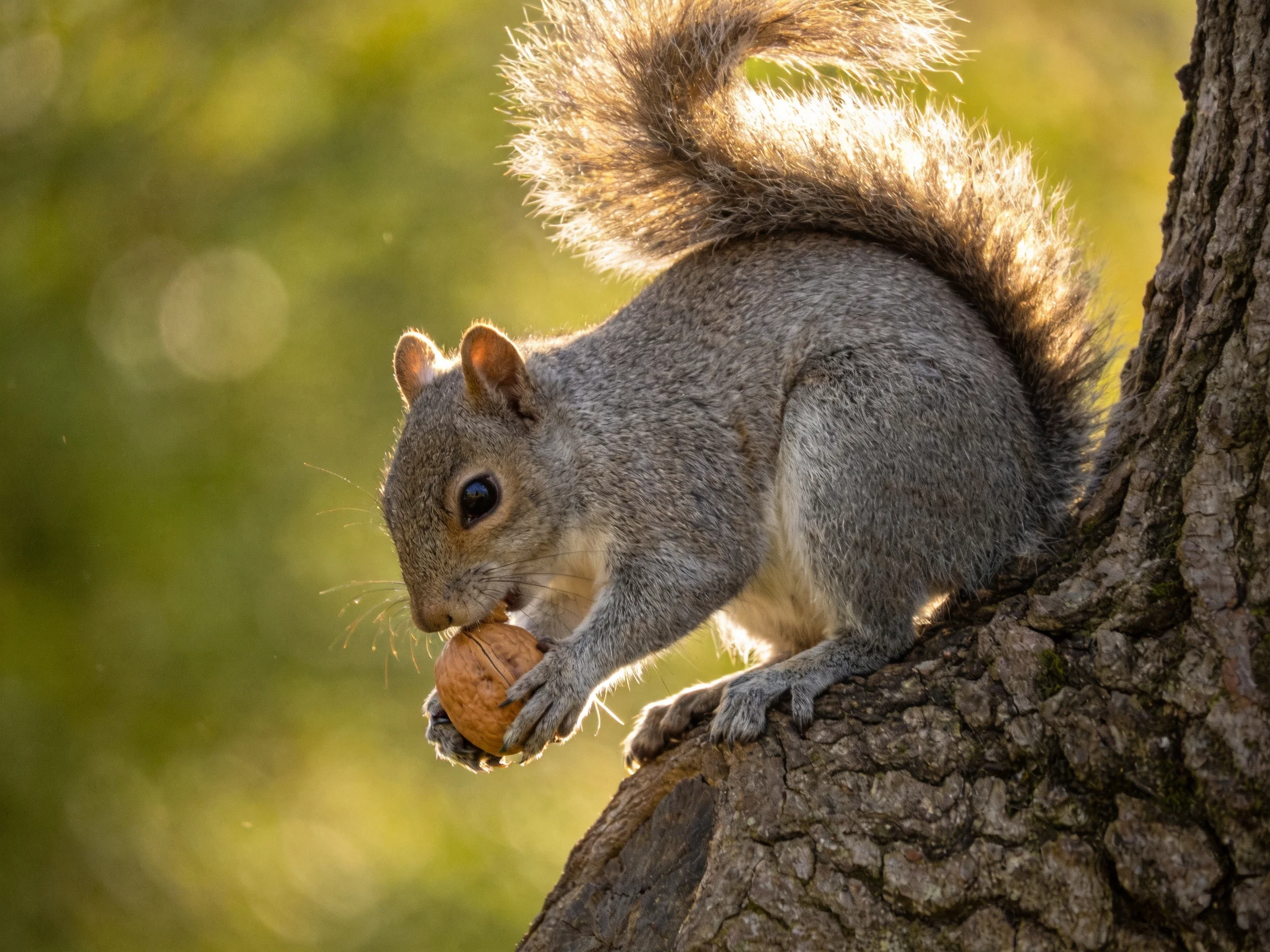 A gray squirrel clutching a brown nut on a textured tree trunk