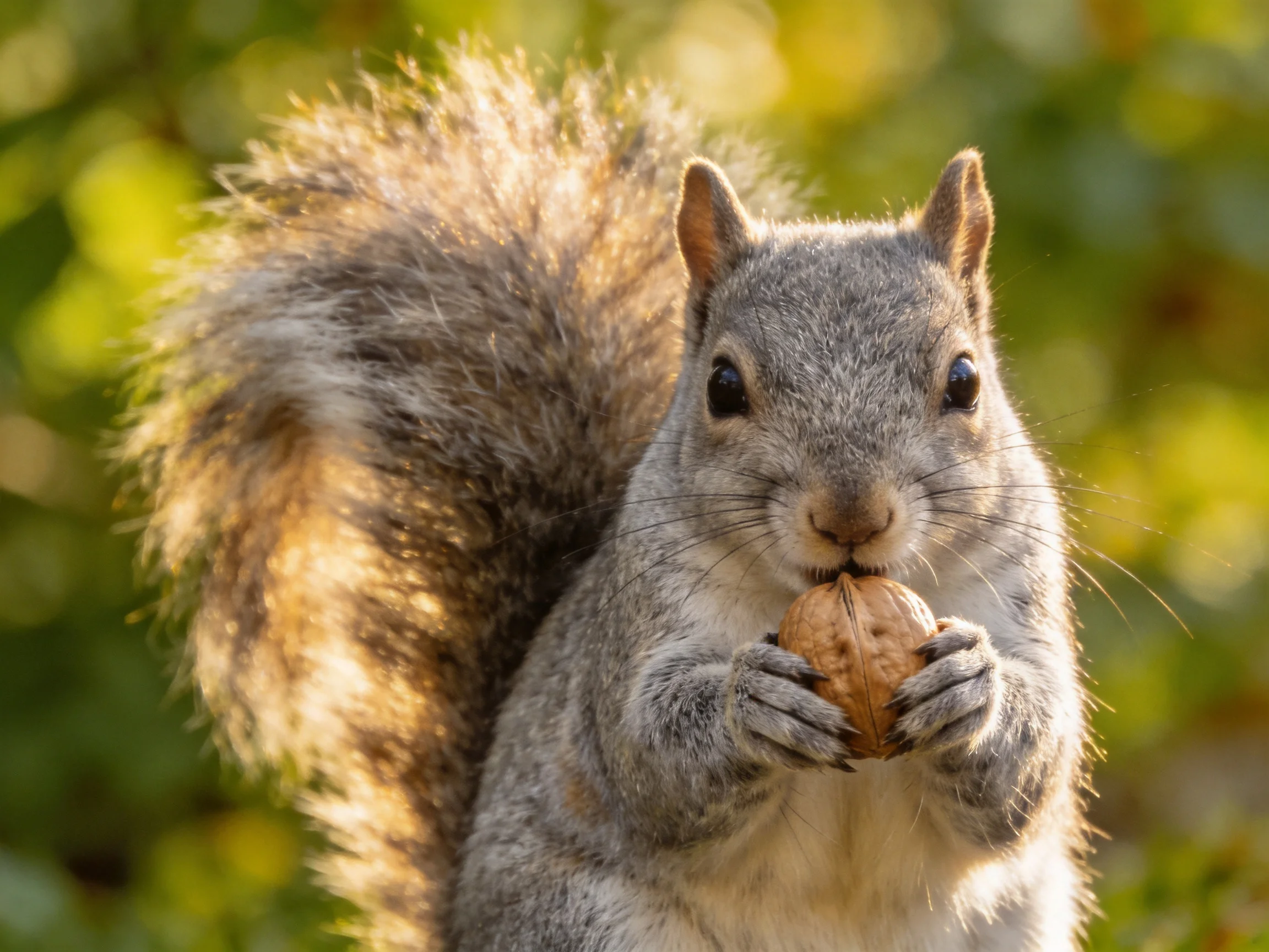 A gray squirrel clutching a brown walnut in a sunlit forest