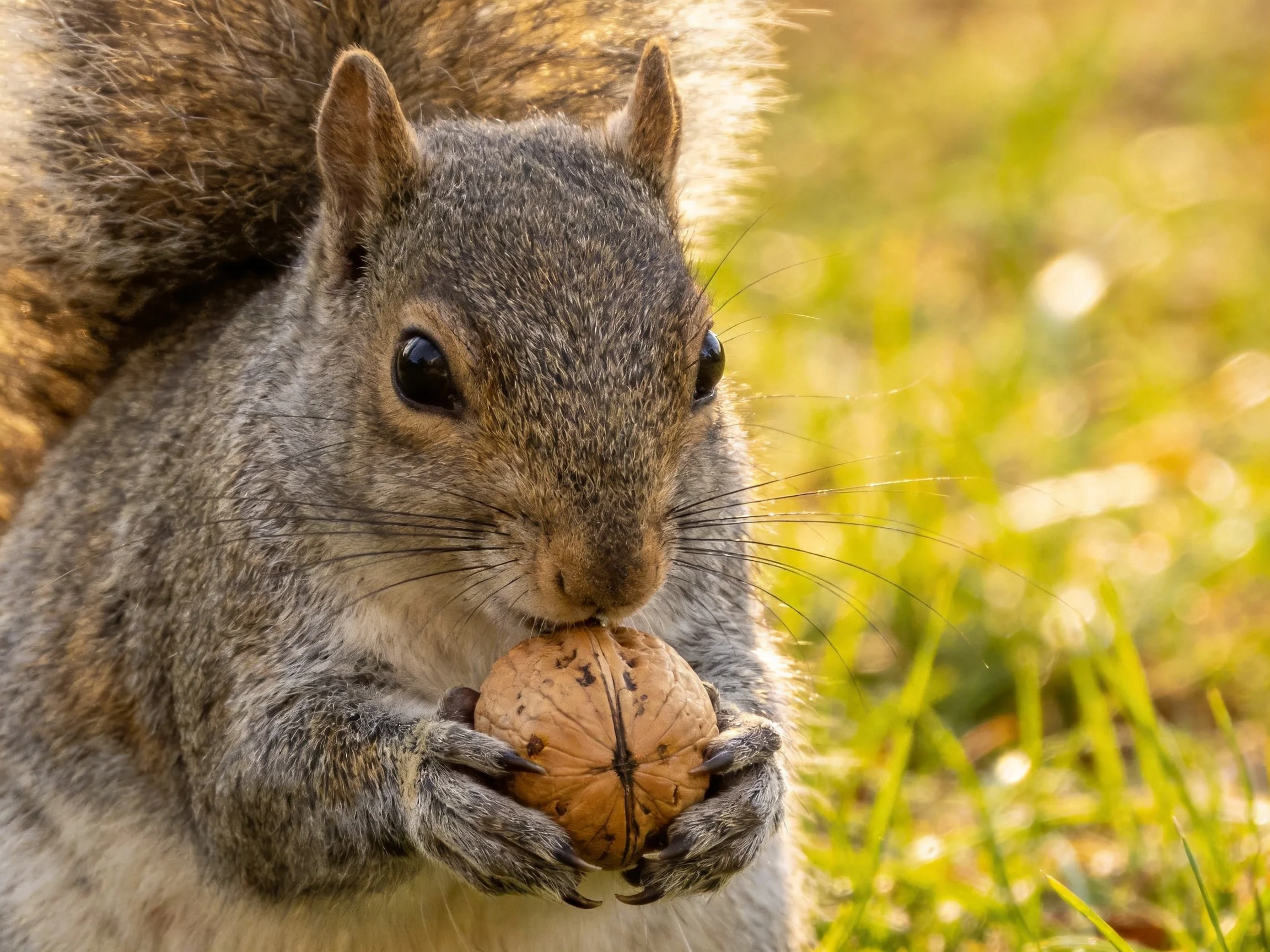 A gray squirrel clutching a brown walnut in sunlit grass