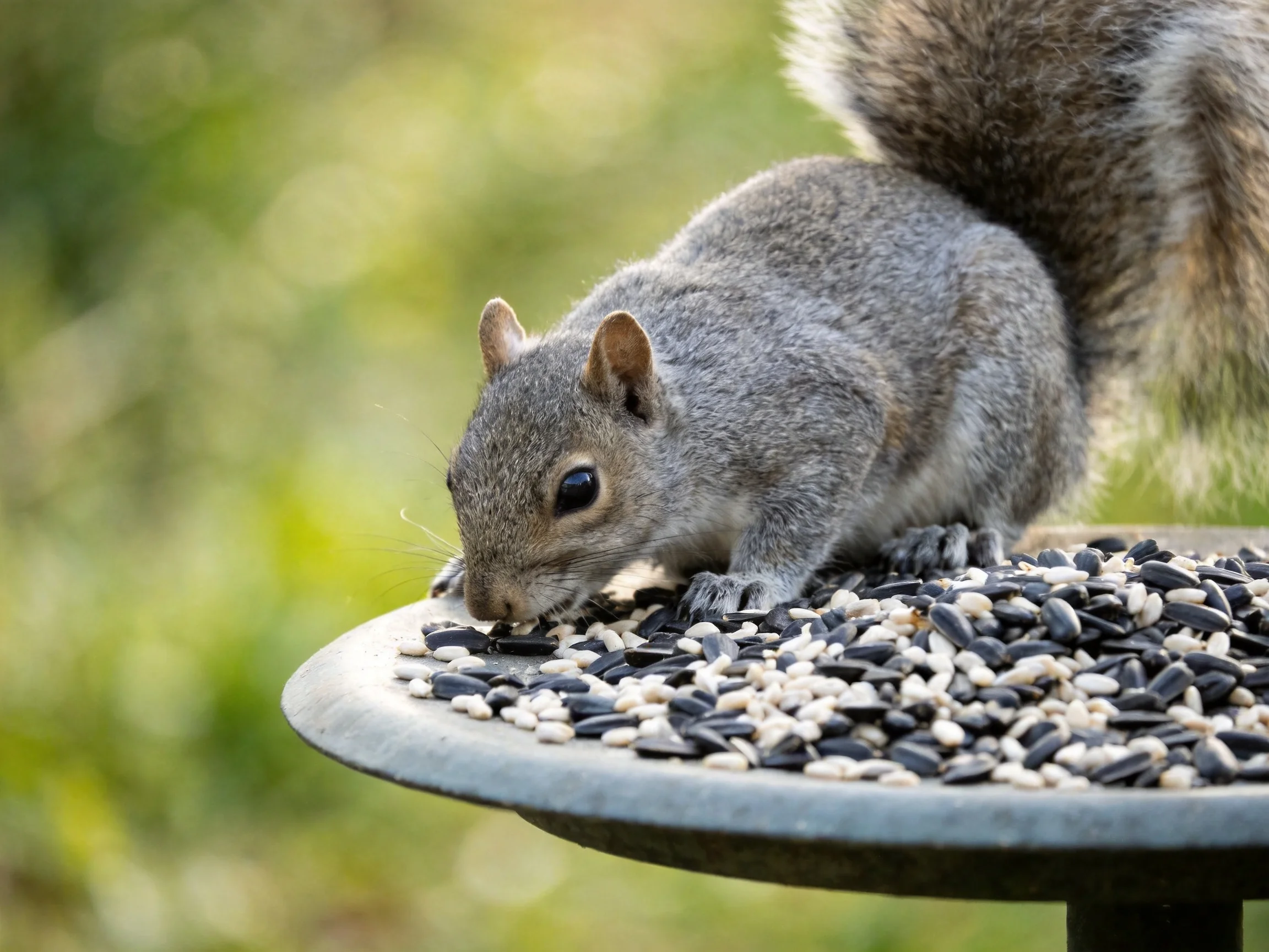 A gray squirrel eating mixed seeds from a metal bird feeder