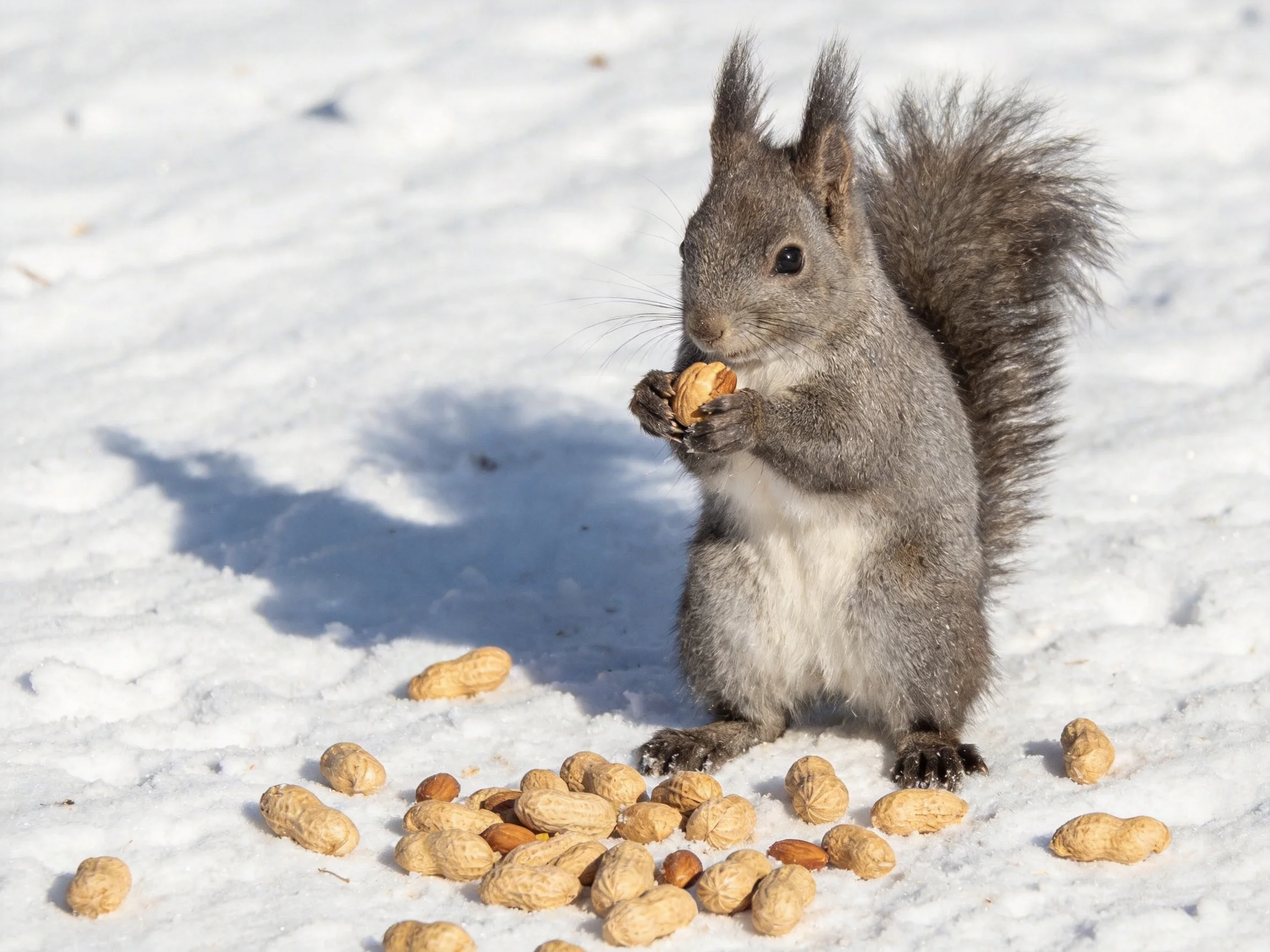 A gray squirrel eating nuts amid scattered peanuts on snowy ground