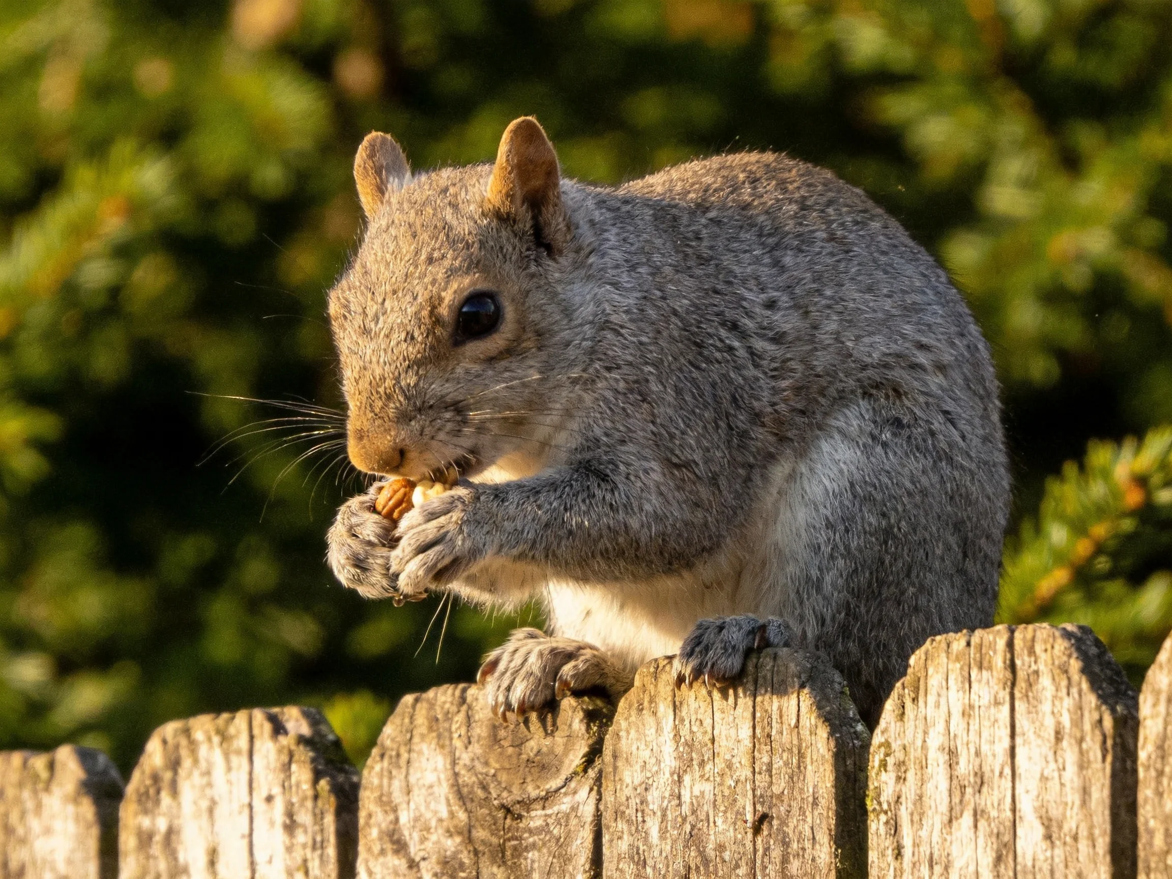 A gray squirrel eats nuts on a weathered wooden fence with greenery behind.