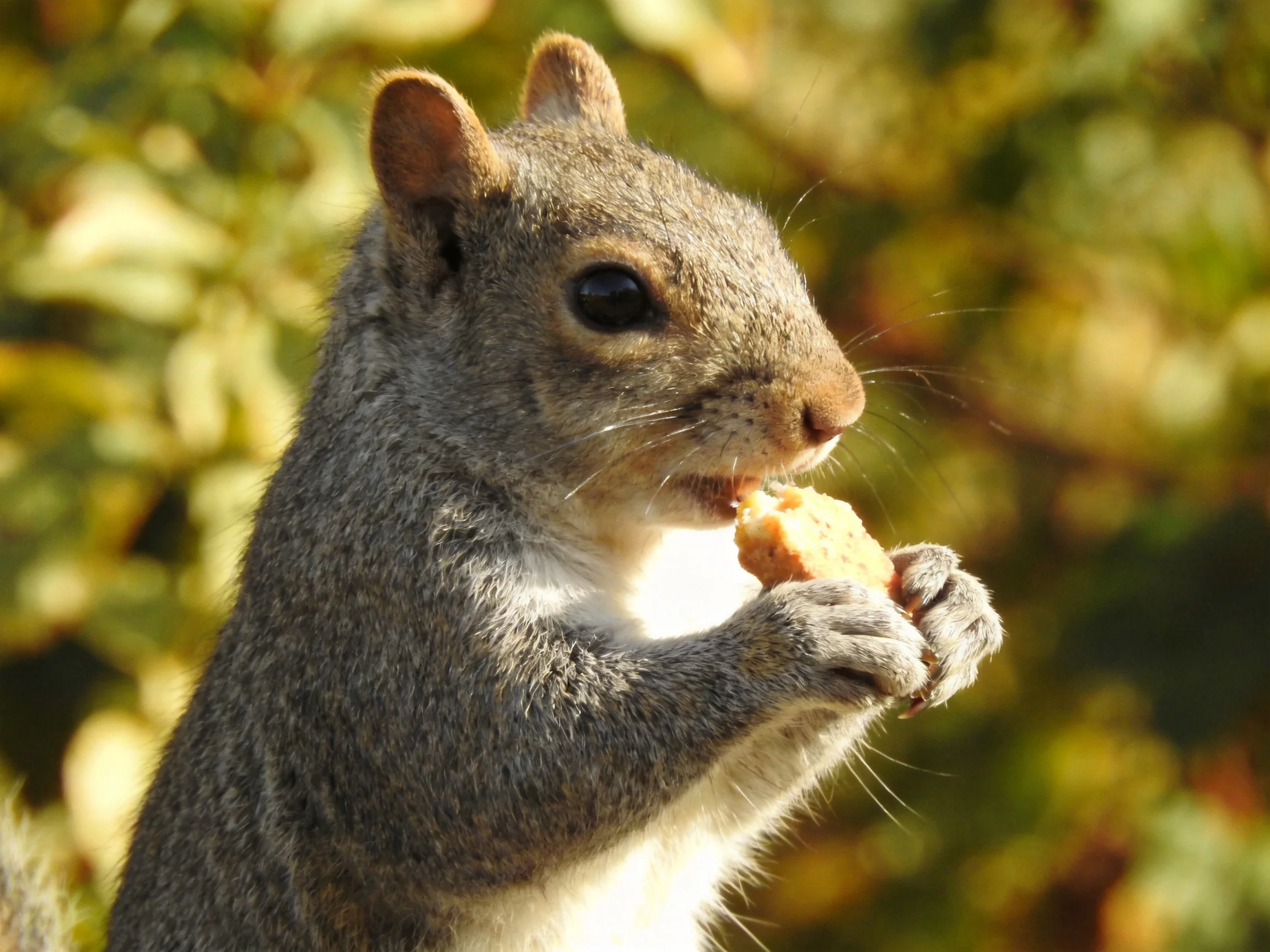 A gray squirrel enjoys a treat amid golden foliage