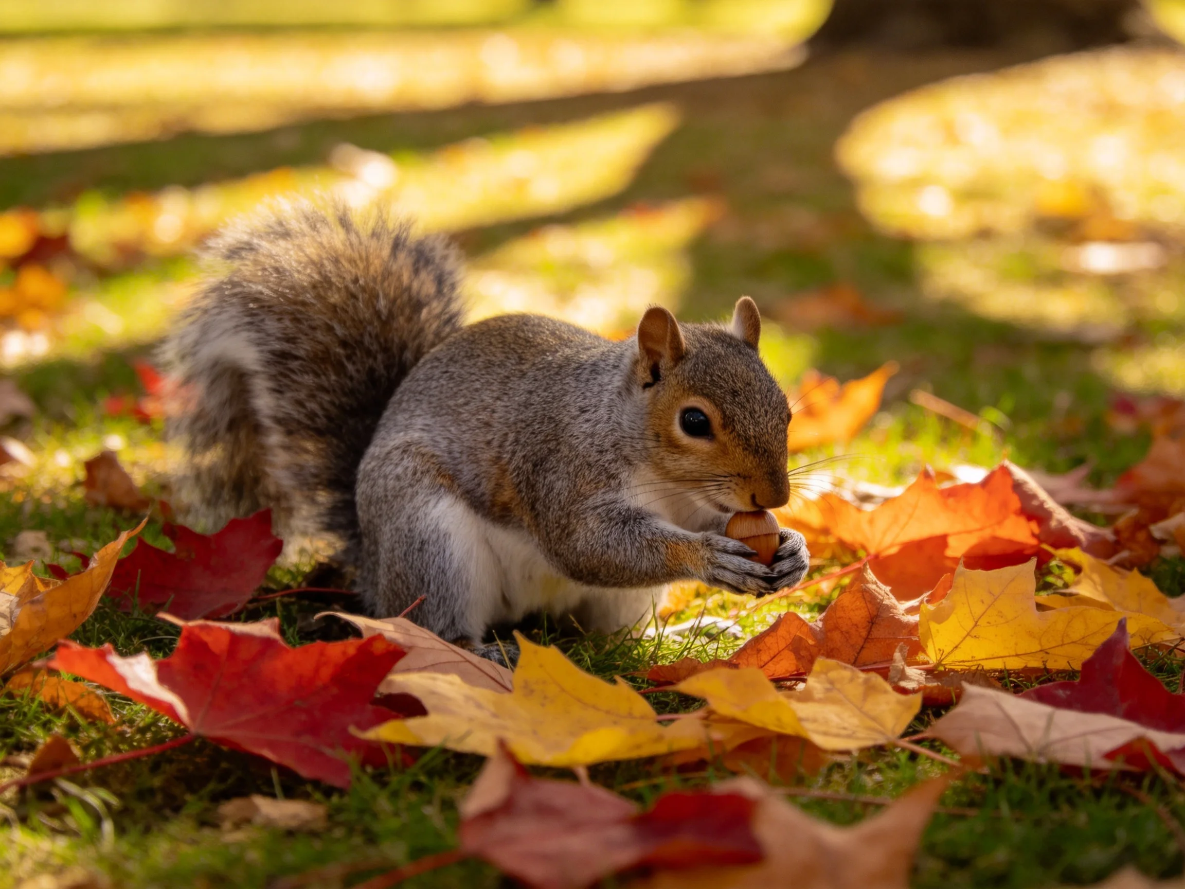 A gray squirrel eats near scattered autumn leaves in a sunlit outdoor.