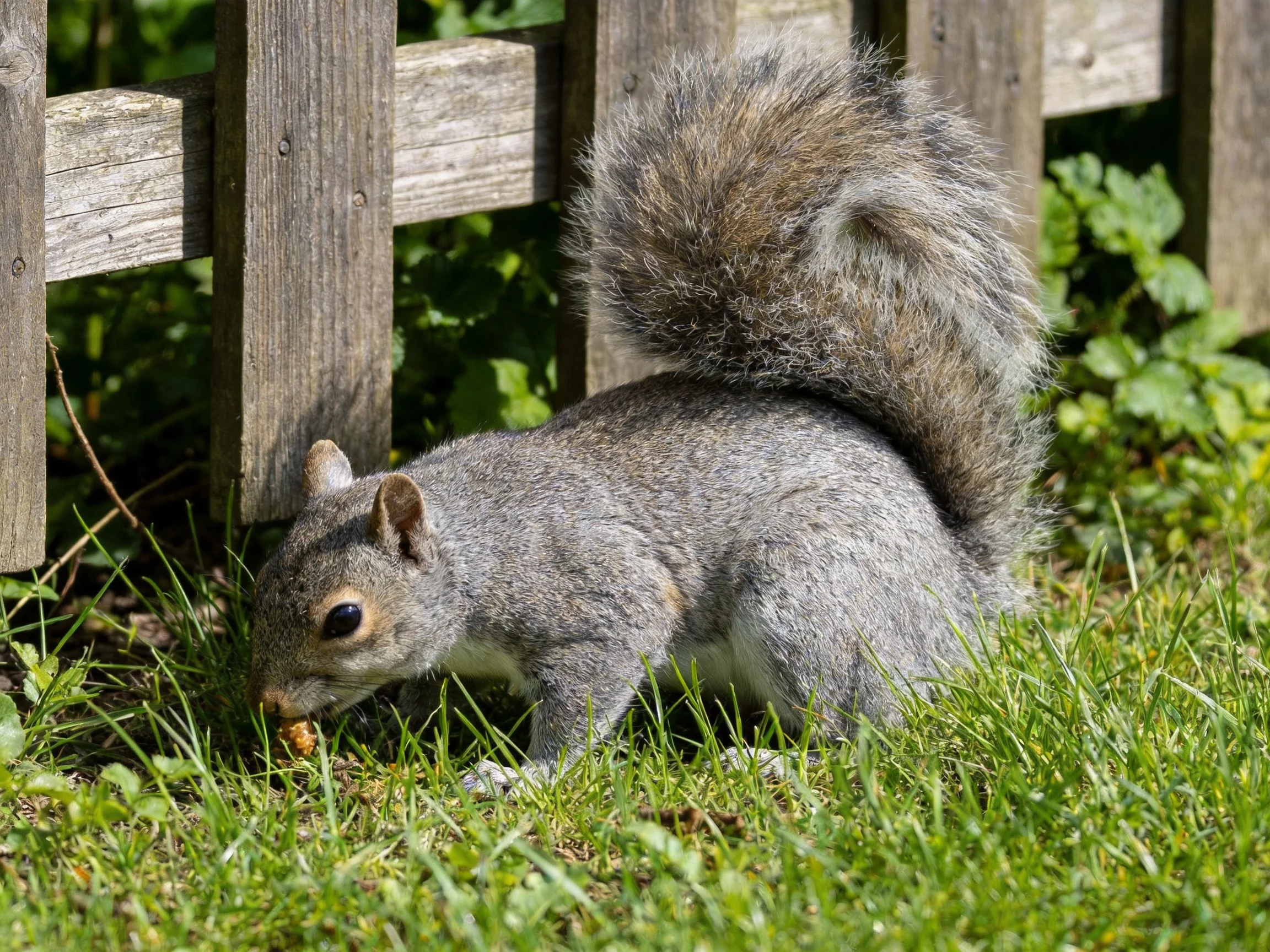 A gray squirrel forages near a weathered wooden fence