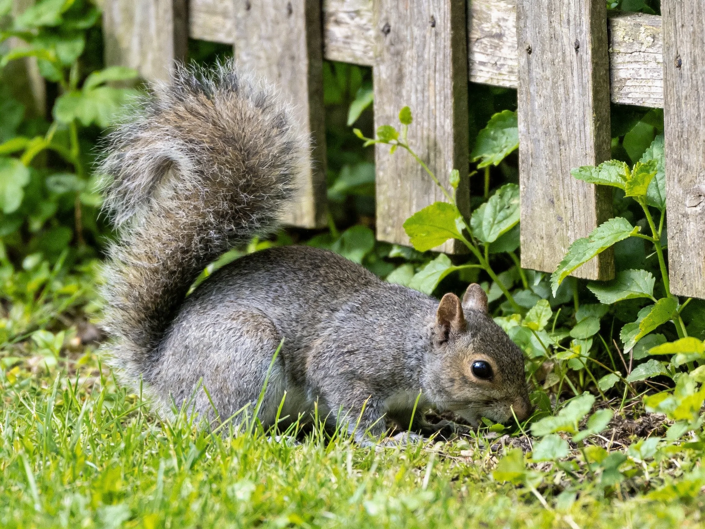 A gray squirrel forages near a weathered wooden fence with lush green plants