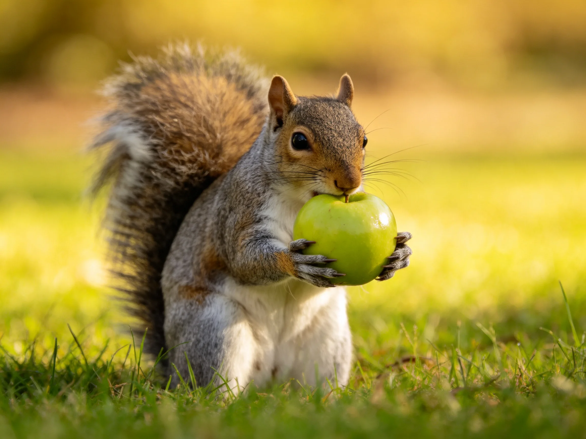 A gray squirrel holds a green apple while sitting on grass in sunlight.