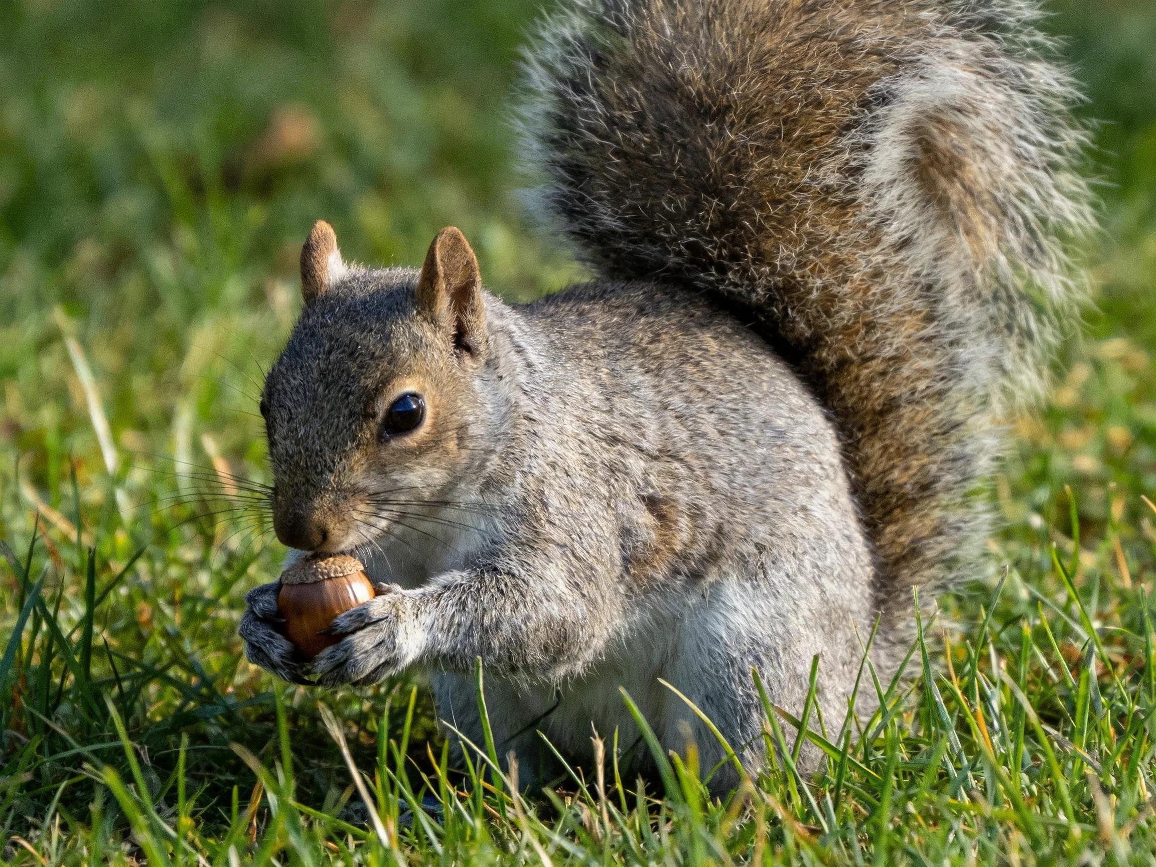 A gray squirrel holding an acorn in lush green grass