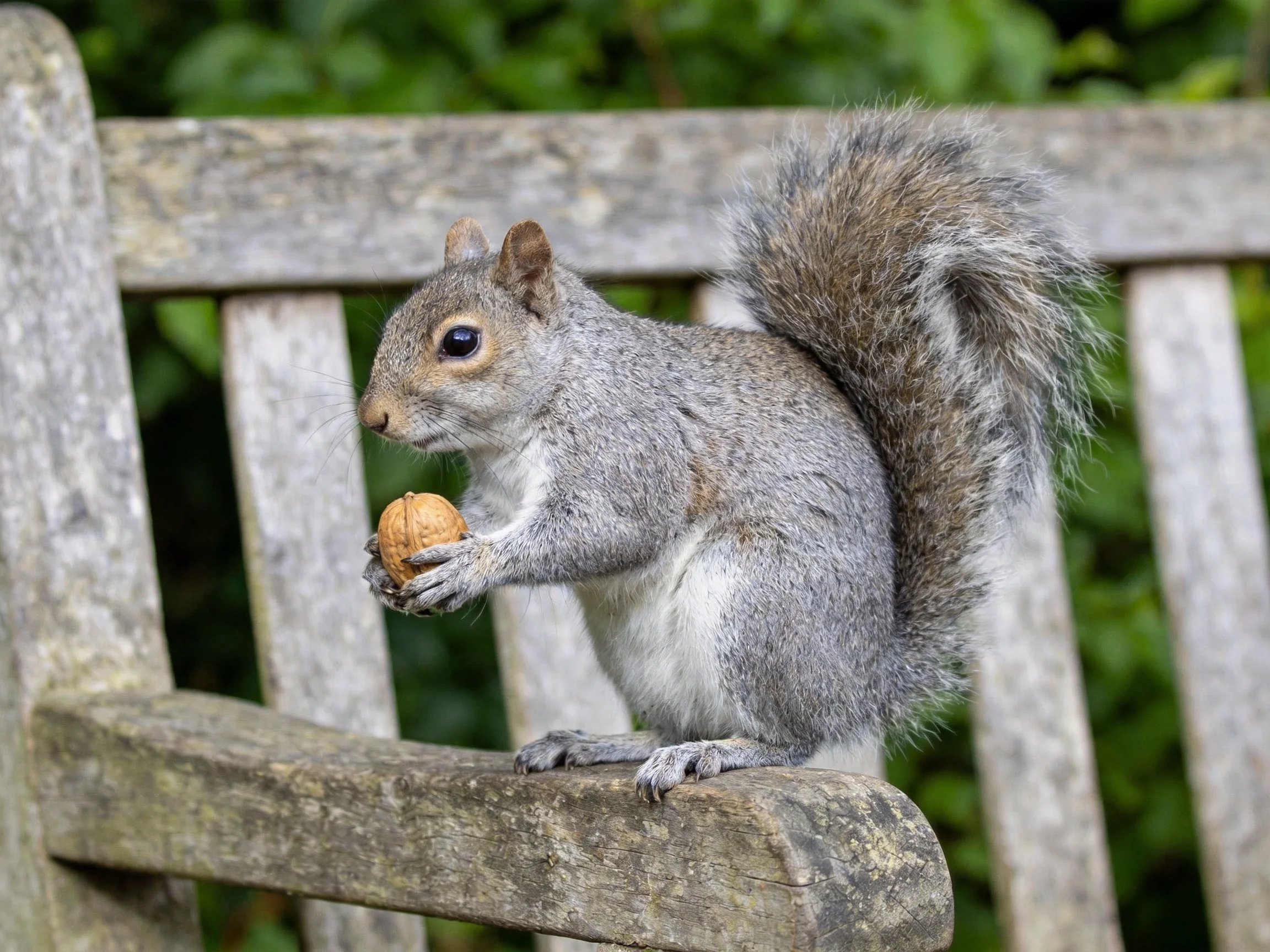 A gray squirrel holds a brown nut on an aged wooden bench