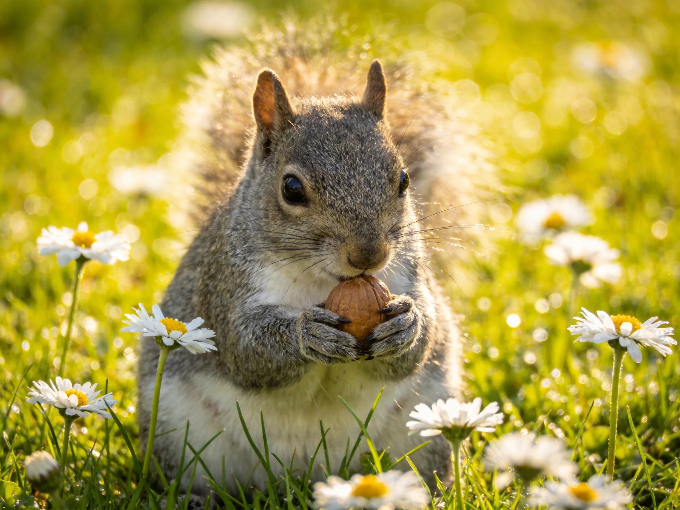 A gray squirrel holds a nut amid white daisies in a sunlit meadow