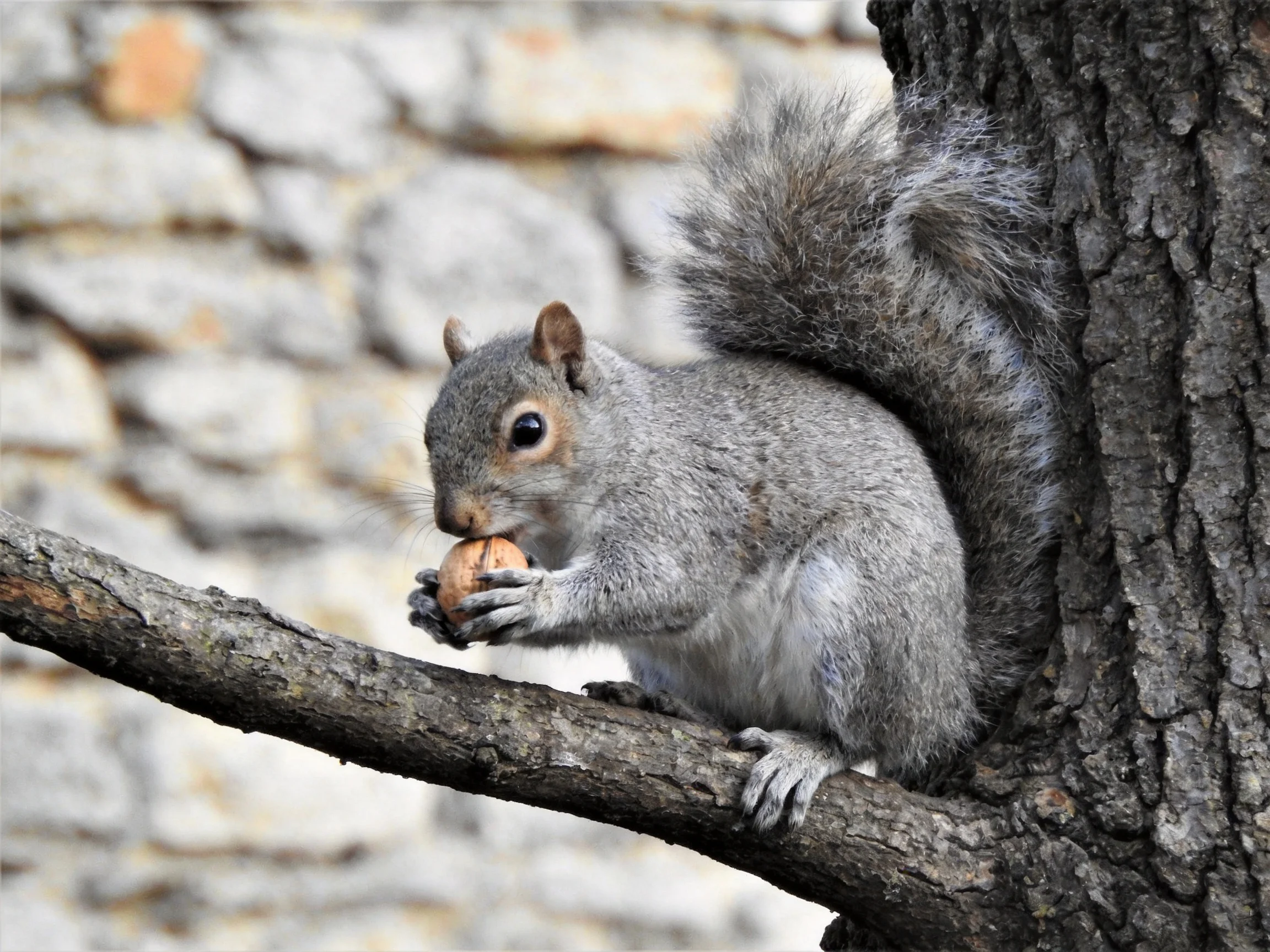 A gray squirrel holds a nut on a tree branch near a stone wall