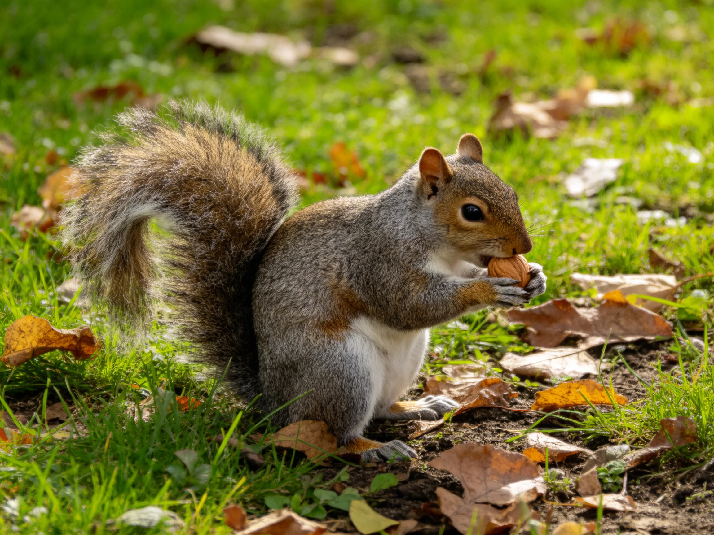 A gray squirrel nibbles a nut amid green grass and fallen brown leaves