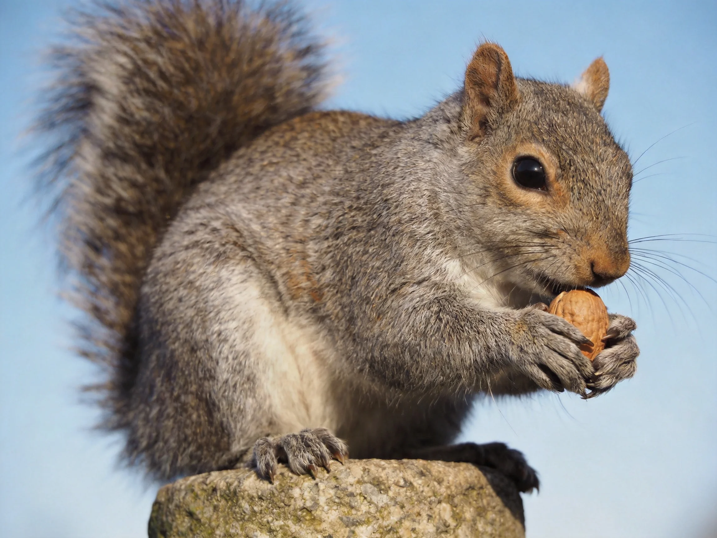 A gray squirrel nibbles a nut atop a weathered stone post against a clear blue sky