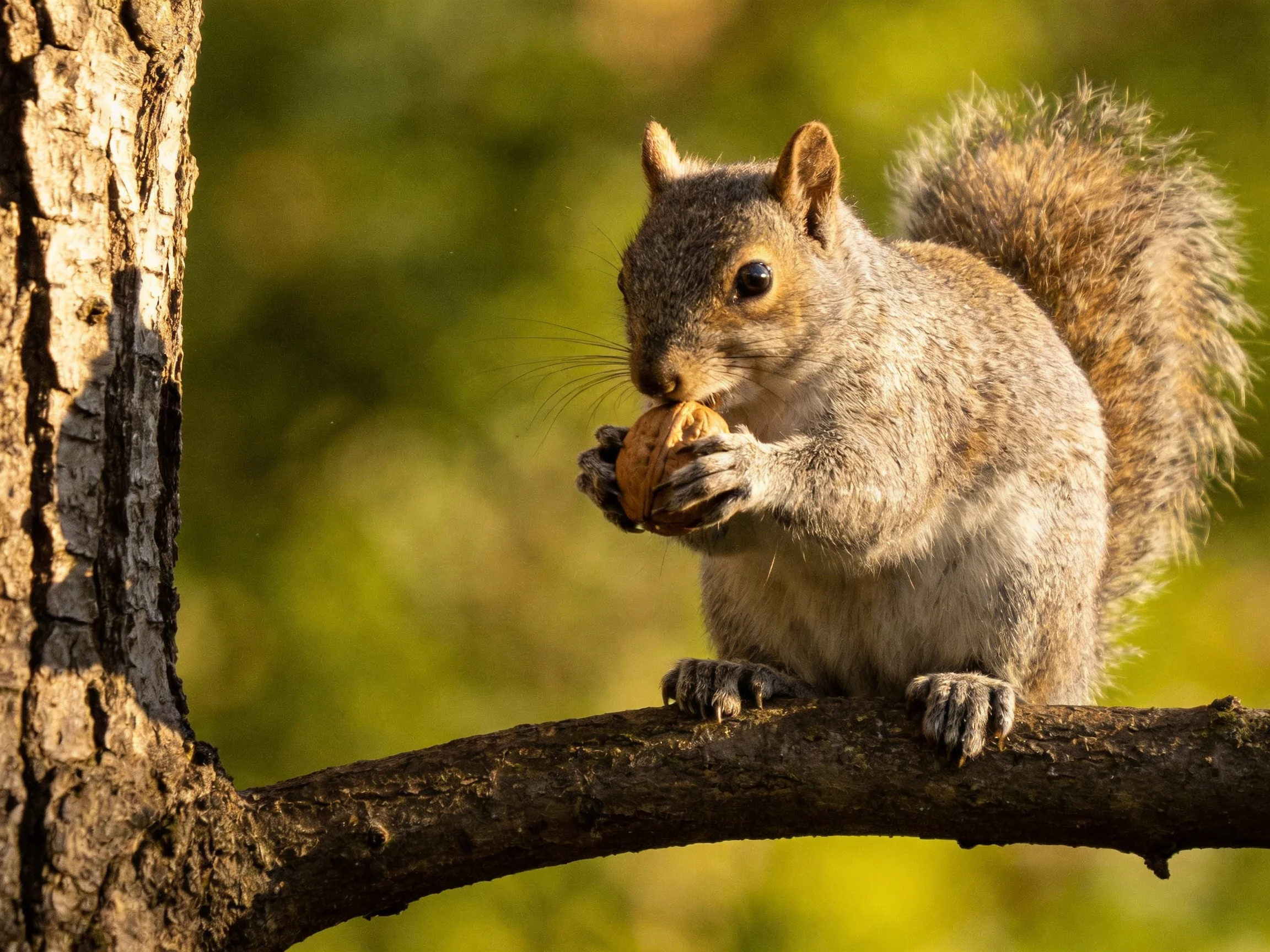 A gray squirrel nibbles a nut on a dark tree branch