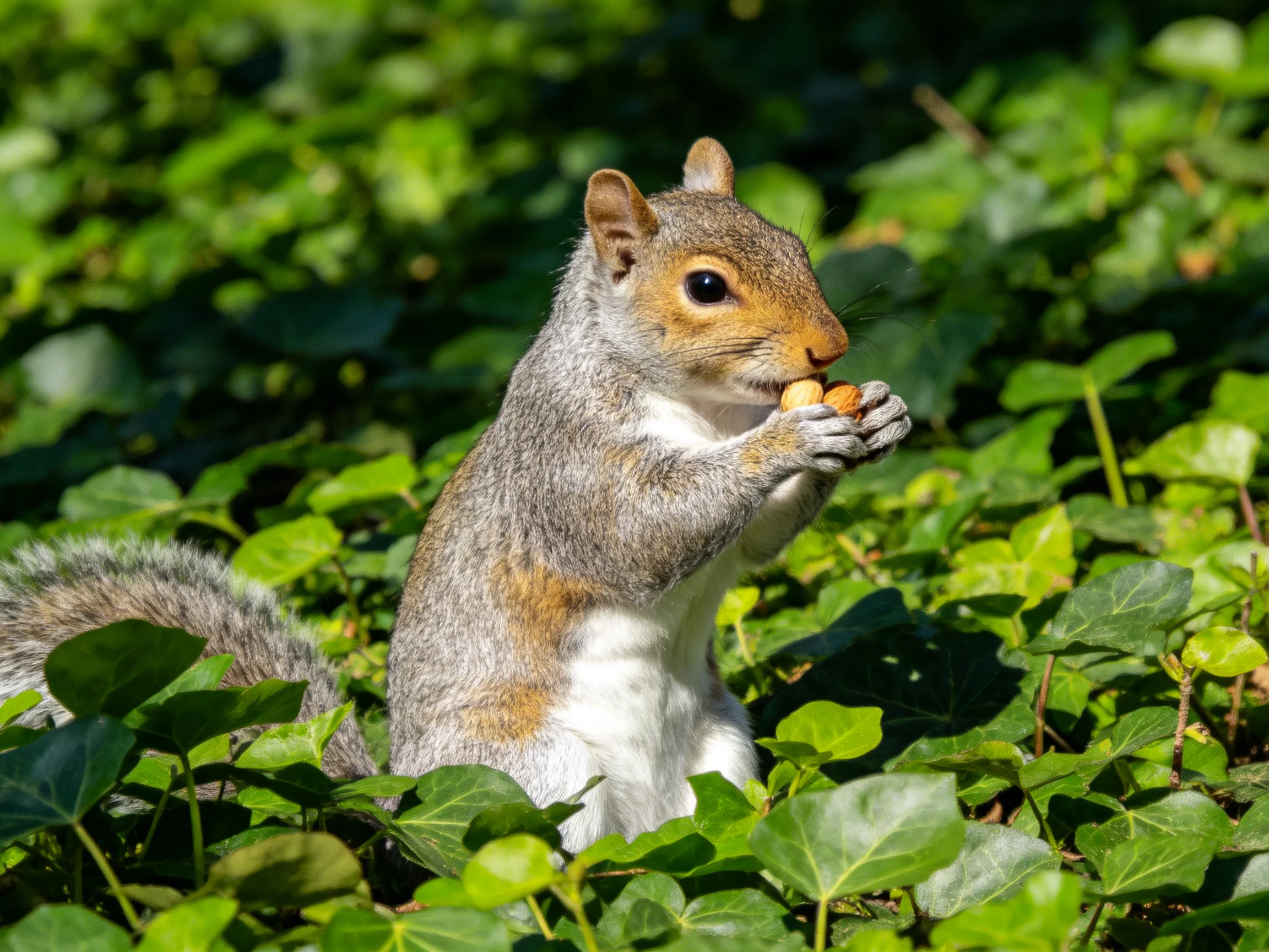 A gray squirrel nibbles nuts amid lush green foliage