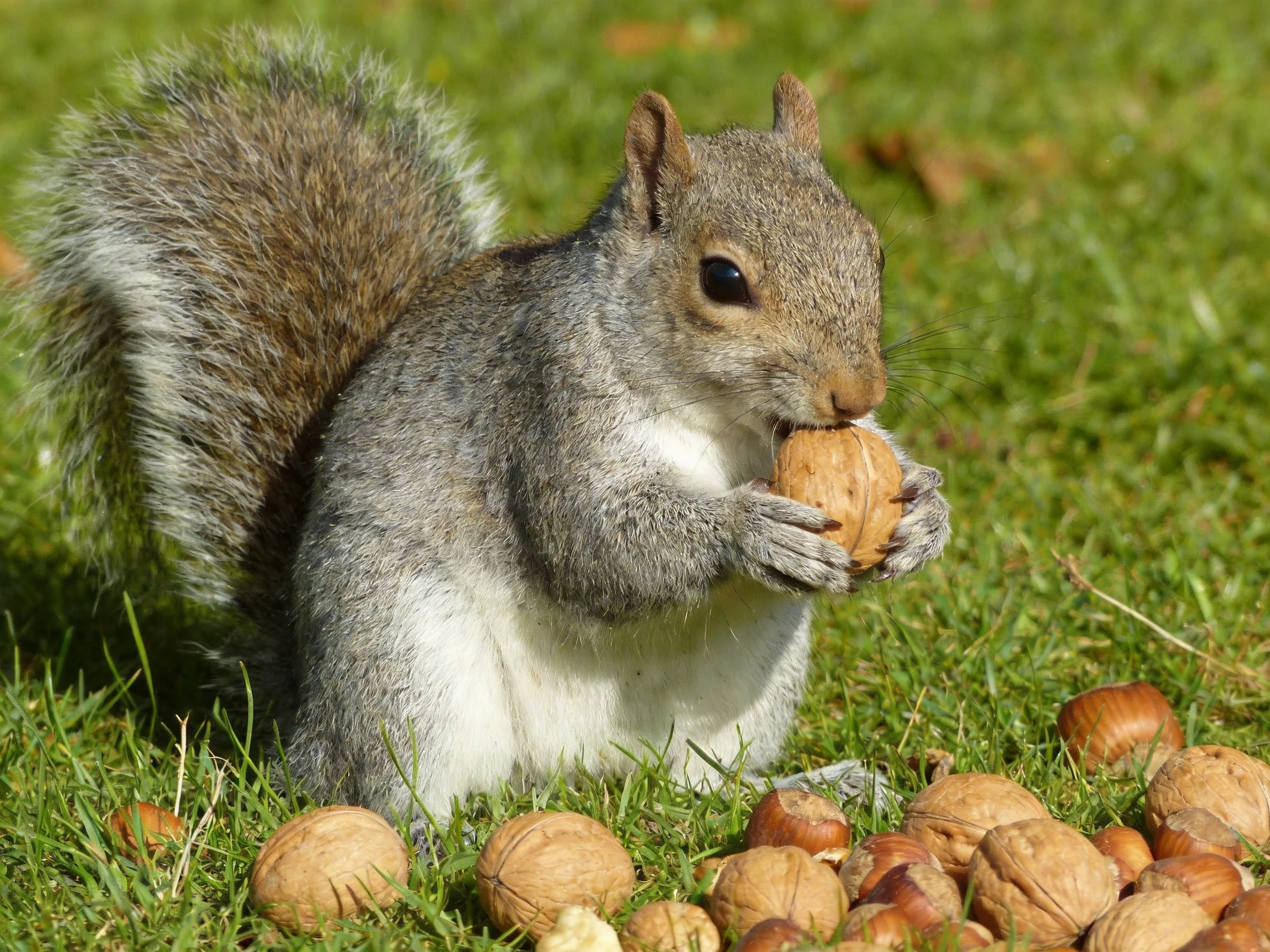 A gray squirrel nibbles walnuts among scattered nuts on green grass