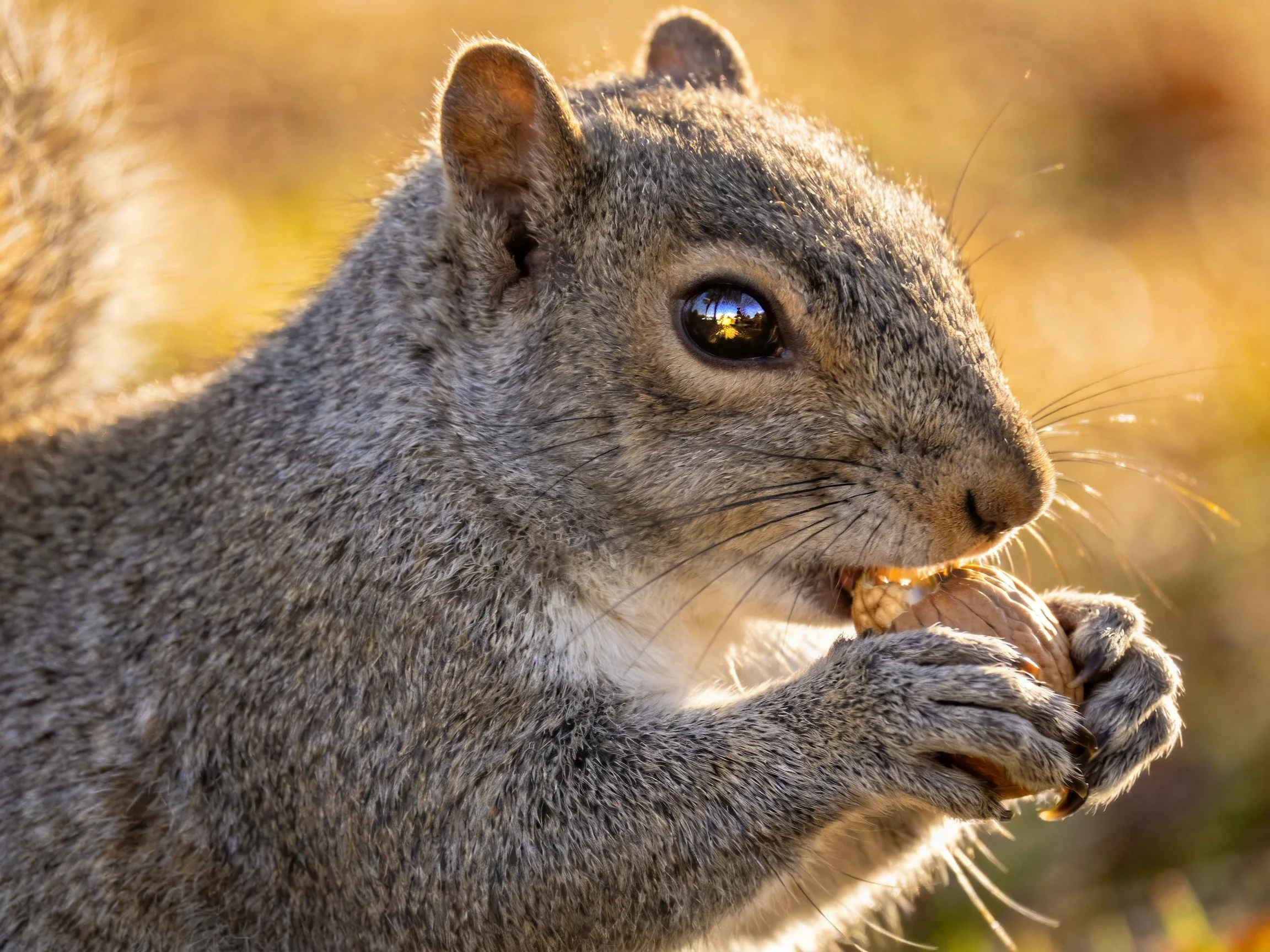 A gray squirrel nibbling a brown nut in golden outdoor light
