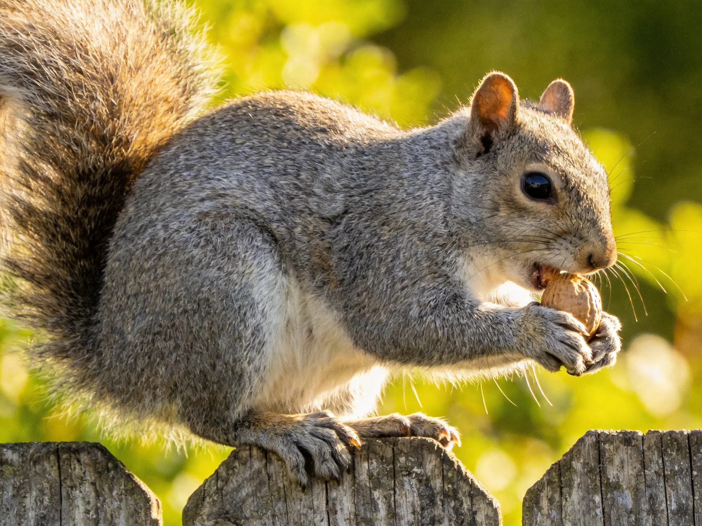 A gray squirrel nibbling a nut on an aged wooden fence