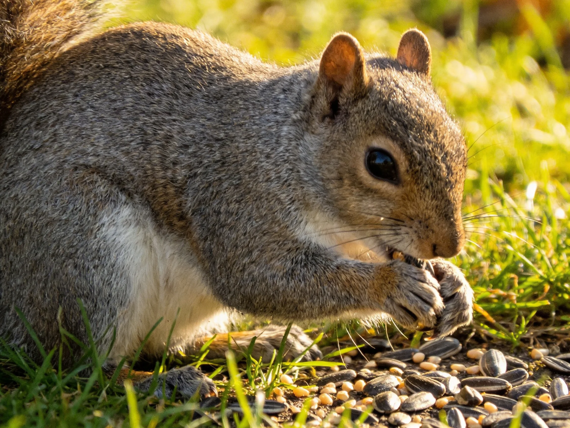 A gray squirrel nibbling seeds amid lush green grass