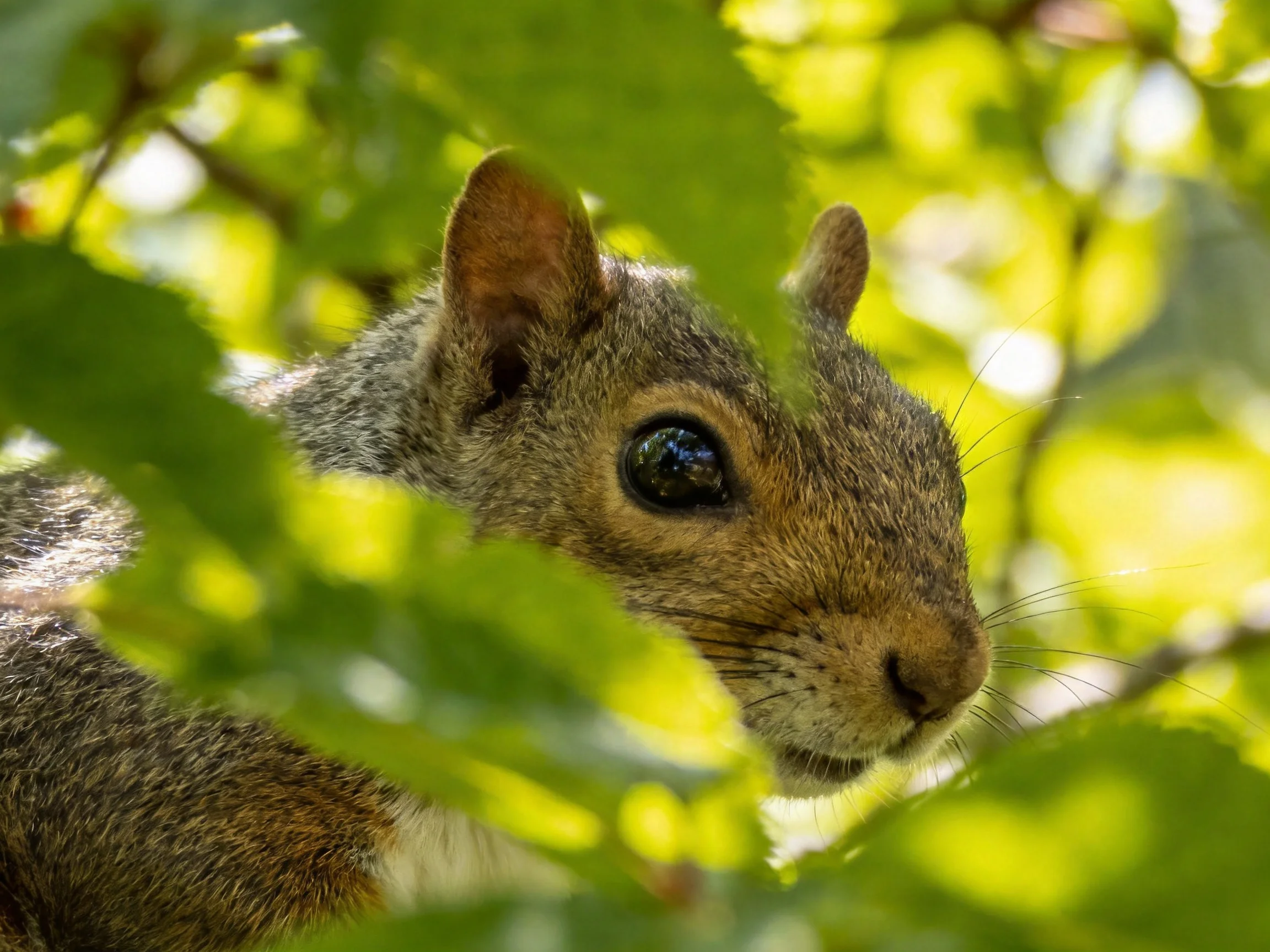 A gray squirrel peeks through vibrant green foliage with soft sunlight filtering through
