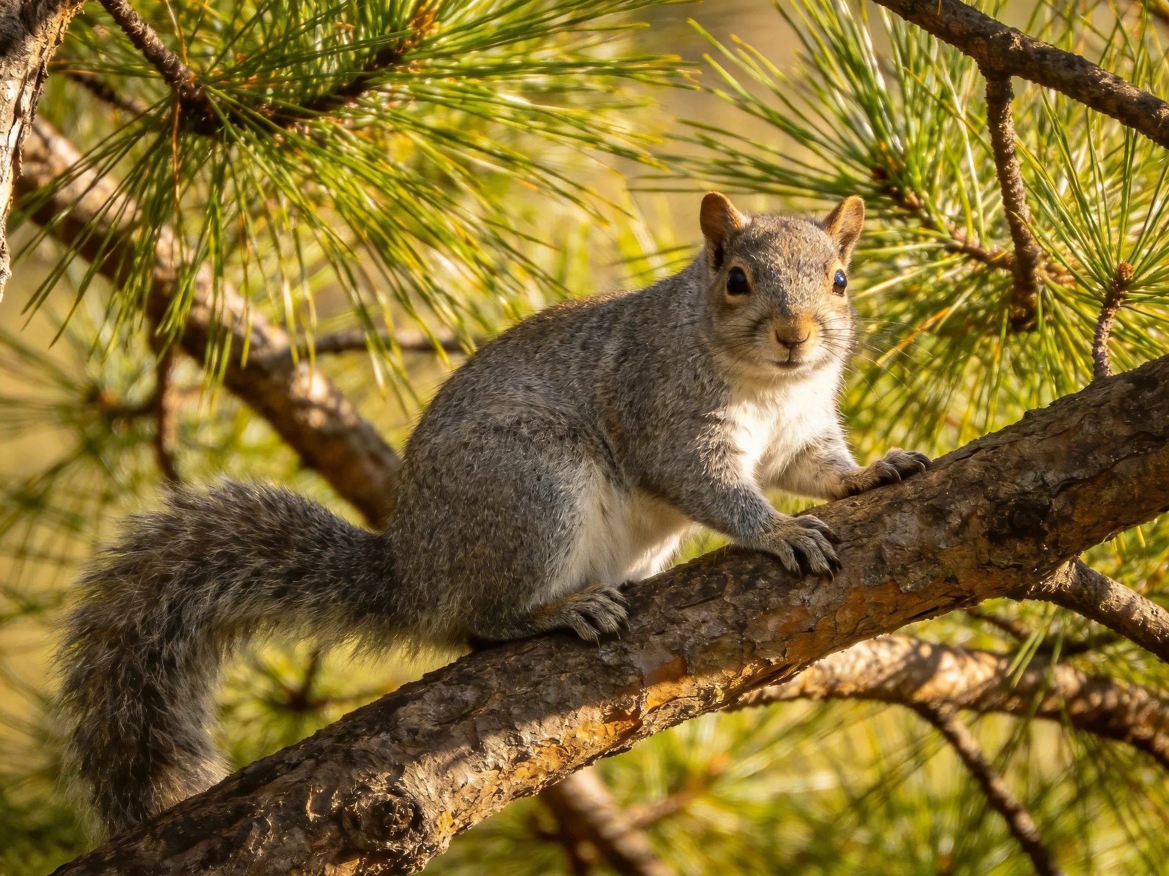A gray squirrel rests on a tree branch surrounded by pine foliage.