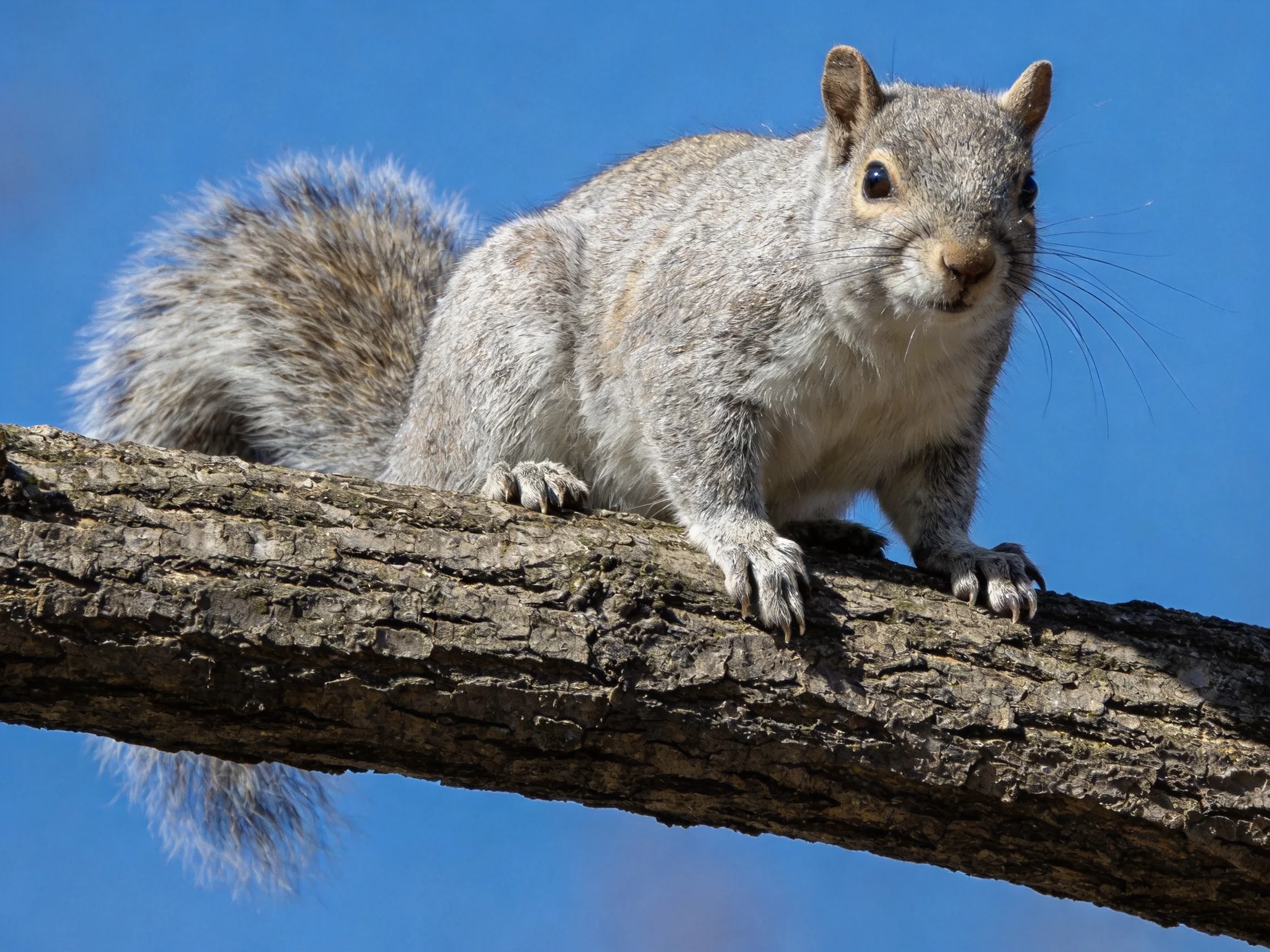 A gray squirrel stands on a rough tree branch with a blue sky backdrop