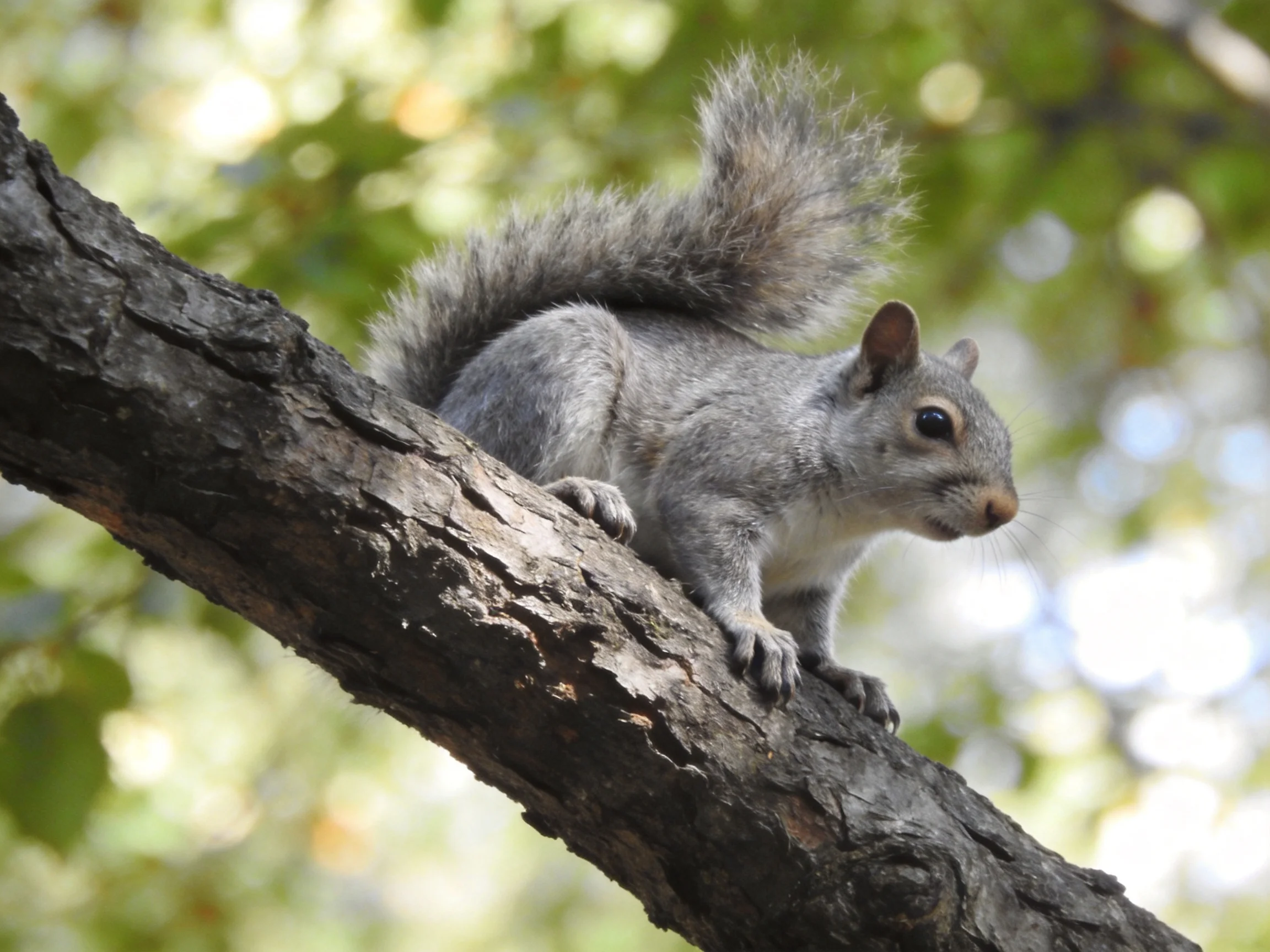 A gray squirrel perched on a rough-textured tree branch amid green foliage