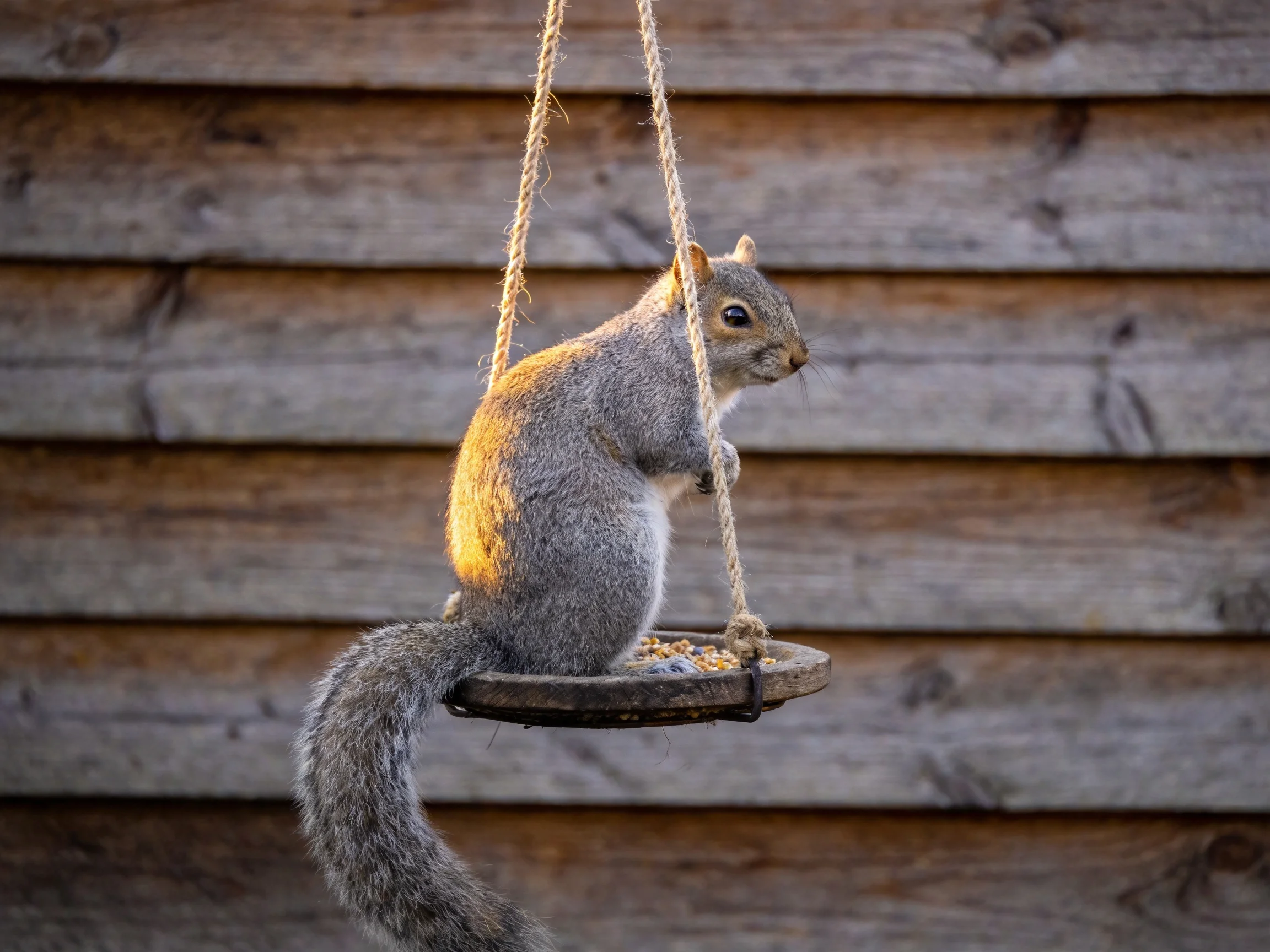 A gray squirrel sits on a hanging wooden feeder beside weathered wood.