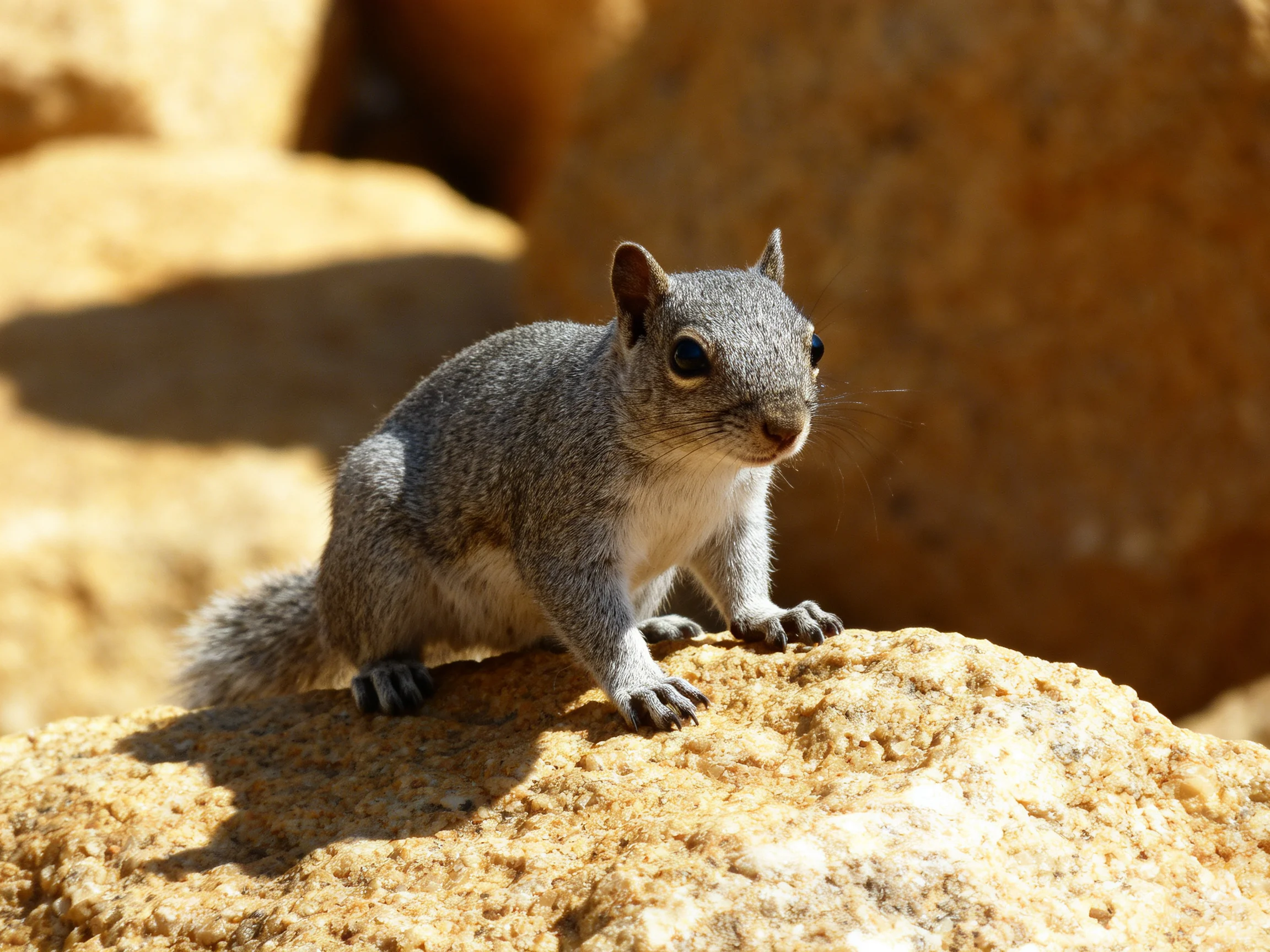A gray squirrel perched on a textured tan rock among large stones