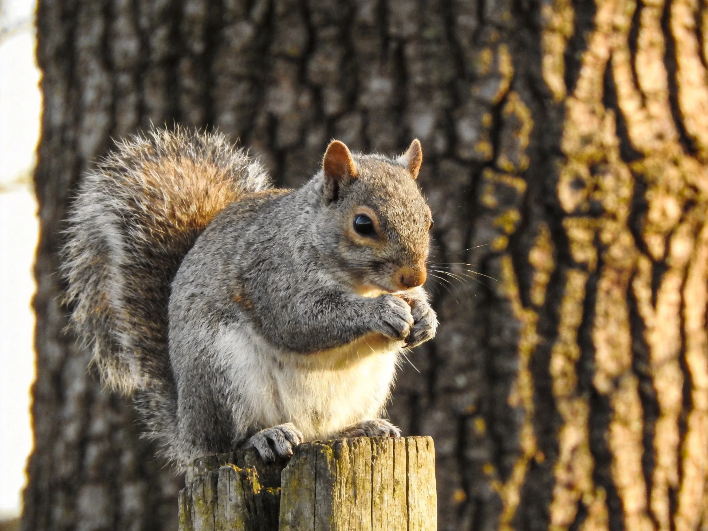 A gray squirrel eats on a wooden post near a large tree