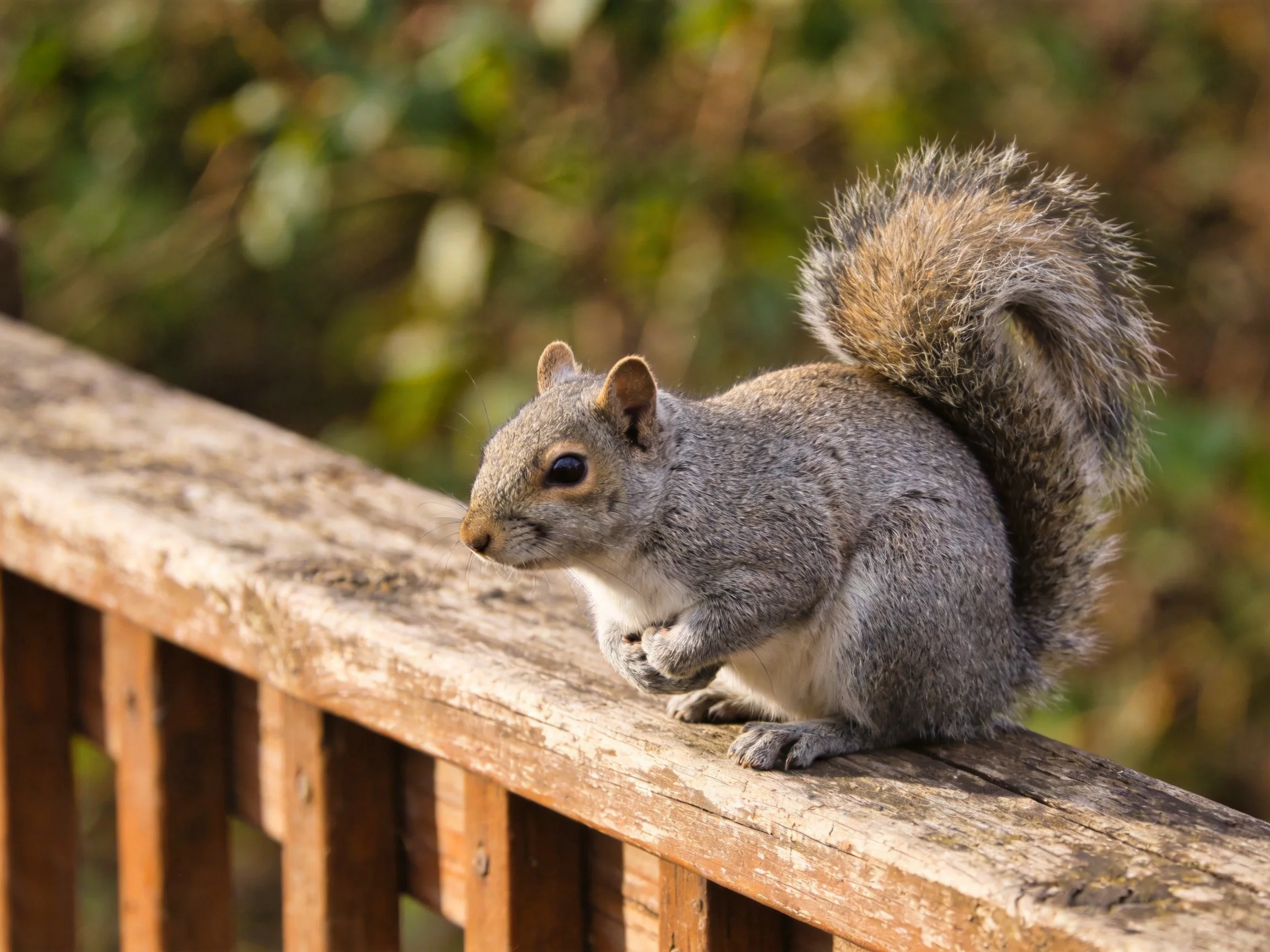 A gray squirrel sits on a wooden railing amid greenery
