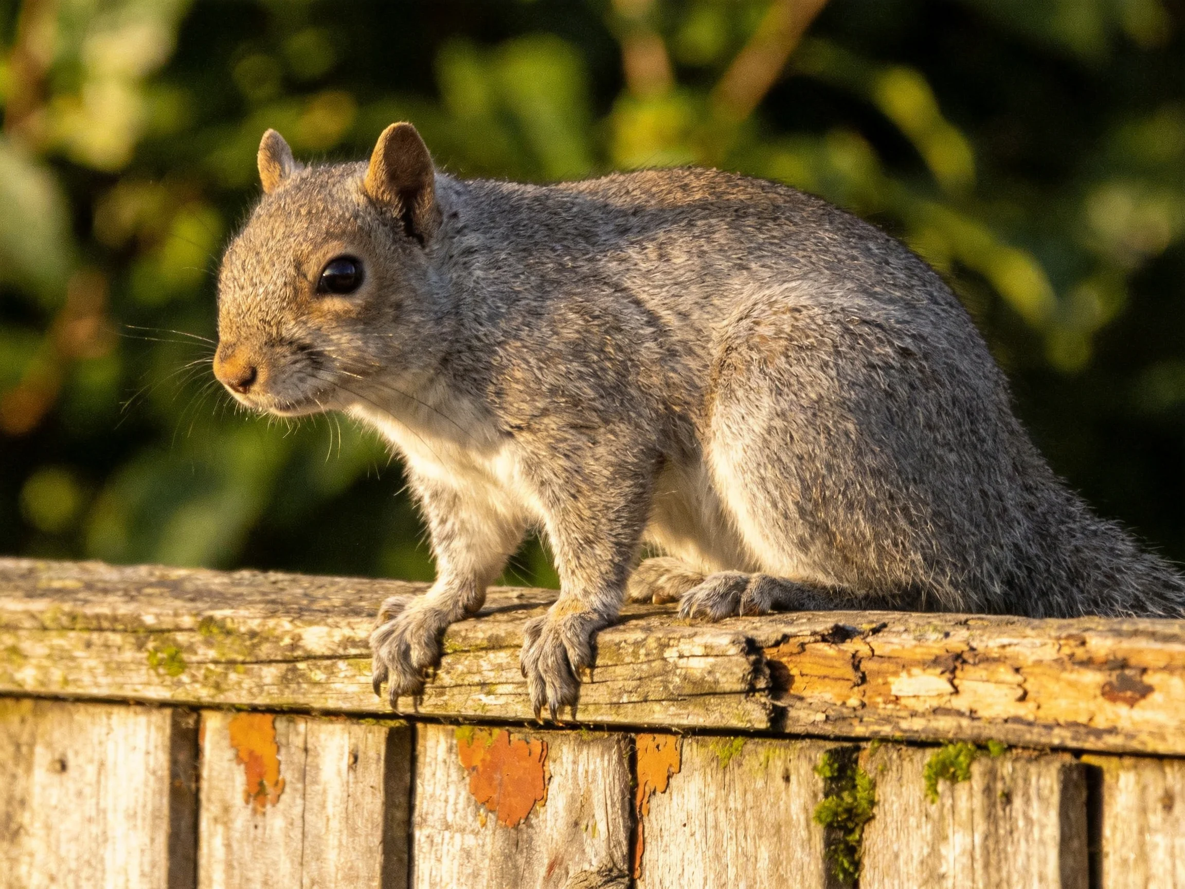 A gray squirrel rests on a weathered wooden fence in sunlight.