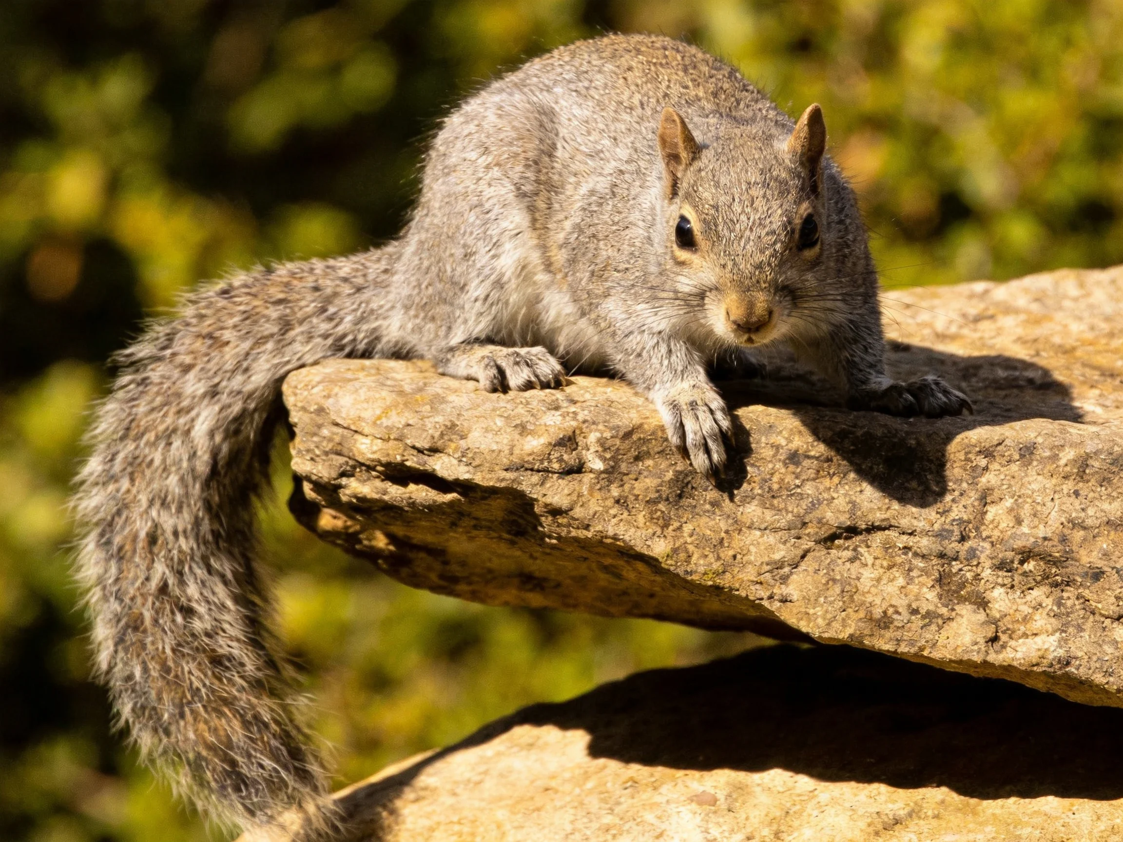 A gray squirrel perched on weathered stone formations
