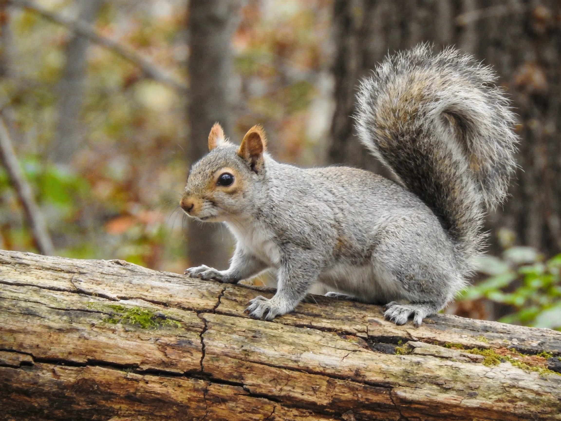 A gray squirrel perches on a moss-covered fallen tree trunk