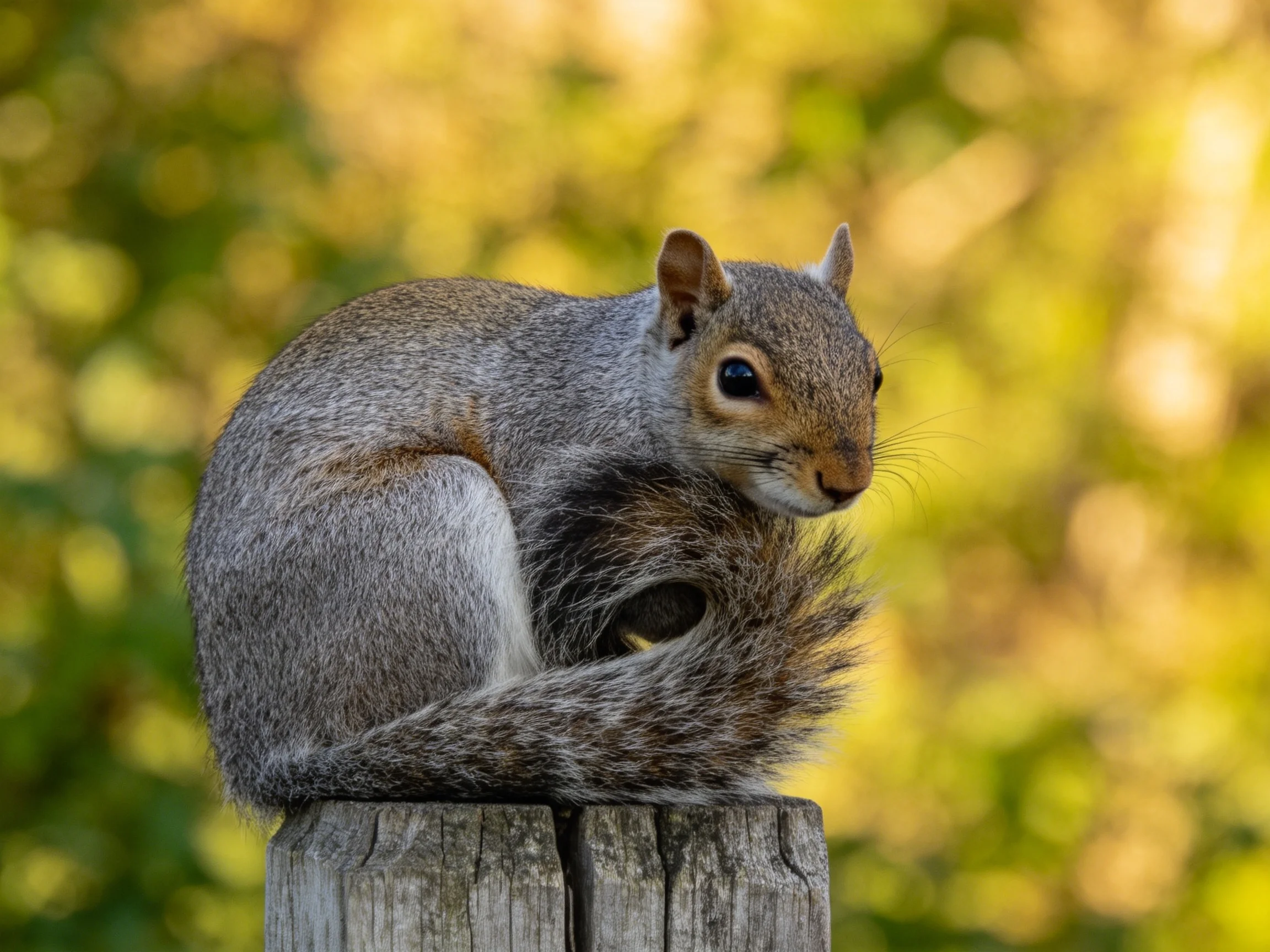 A gray squirrel sits on a wooden post with a blurred natural background.