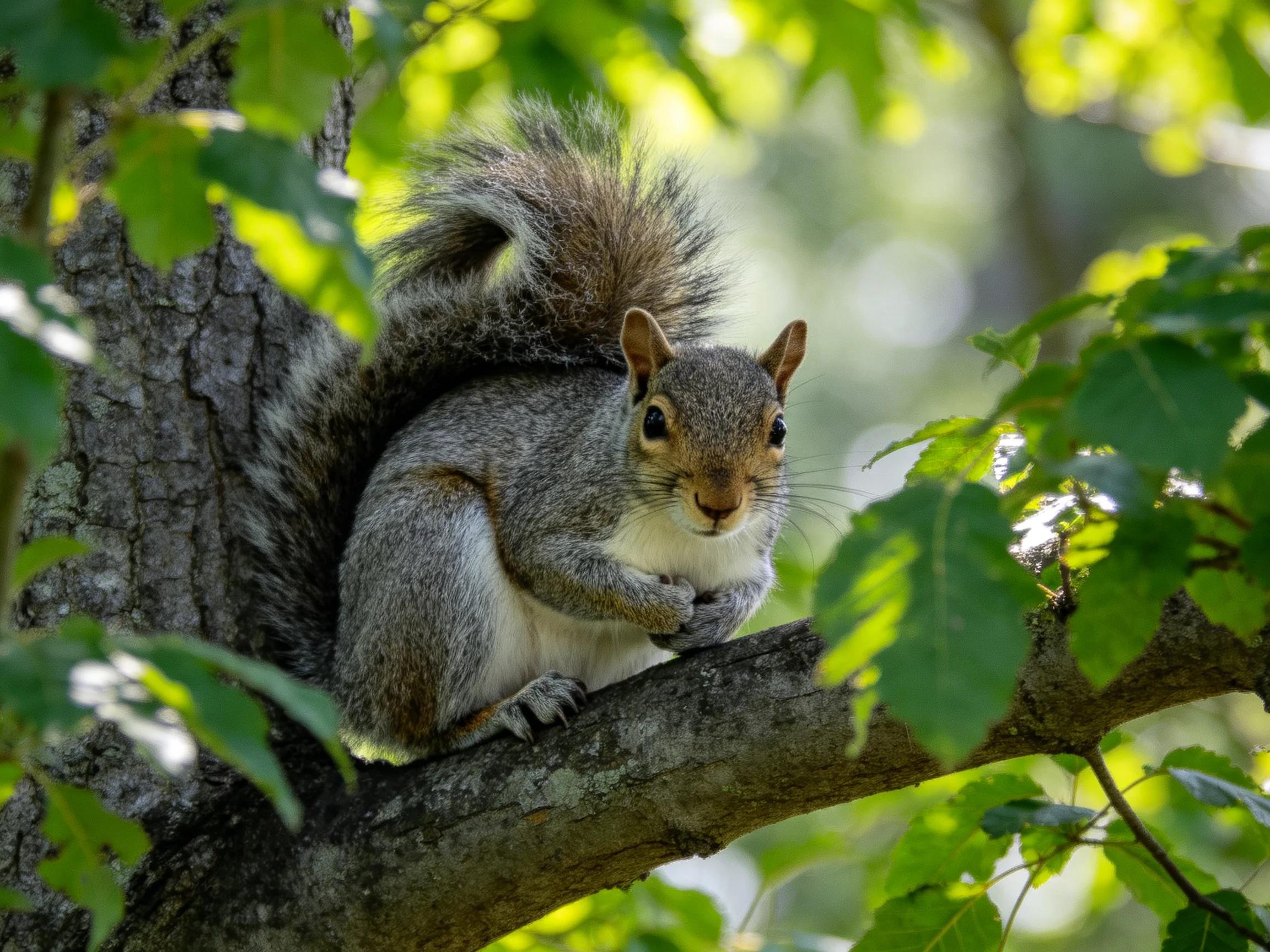 A gray squirrel sits on a gnarled tree branch among green foliage